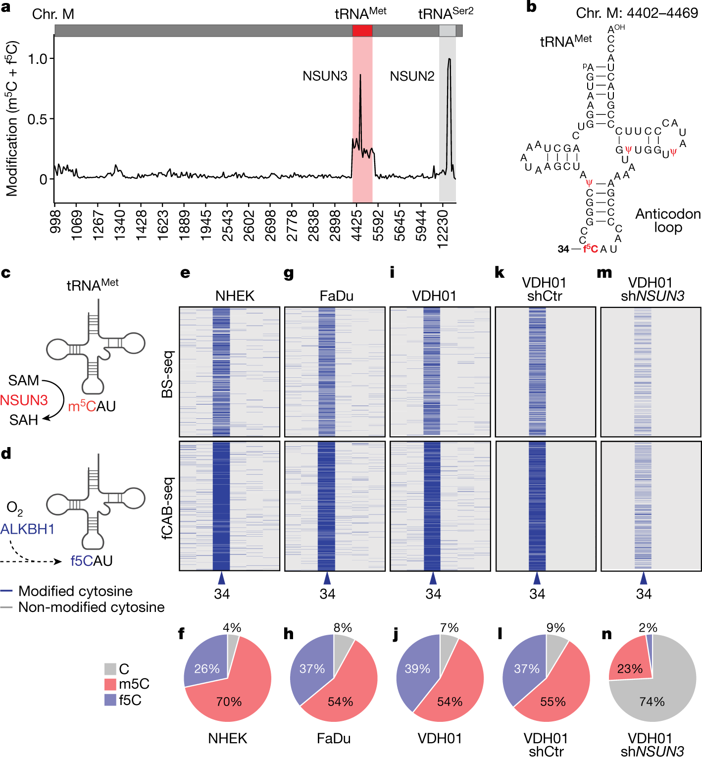 Mitochondrial RNA modifications shape metabolic plasticity in metastasis |  Nature