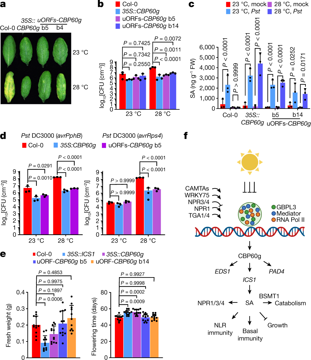 Fig. 4: Optimized CBP60g expression leads to temperature-resilient SA defences without growth or developmental trade-offs.