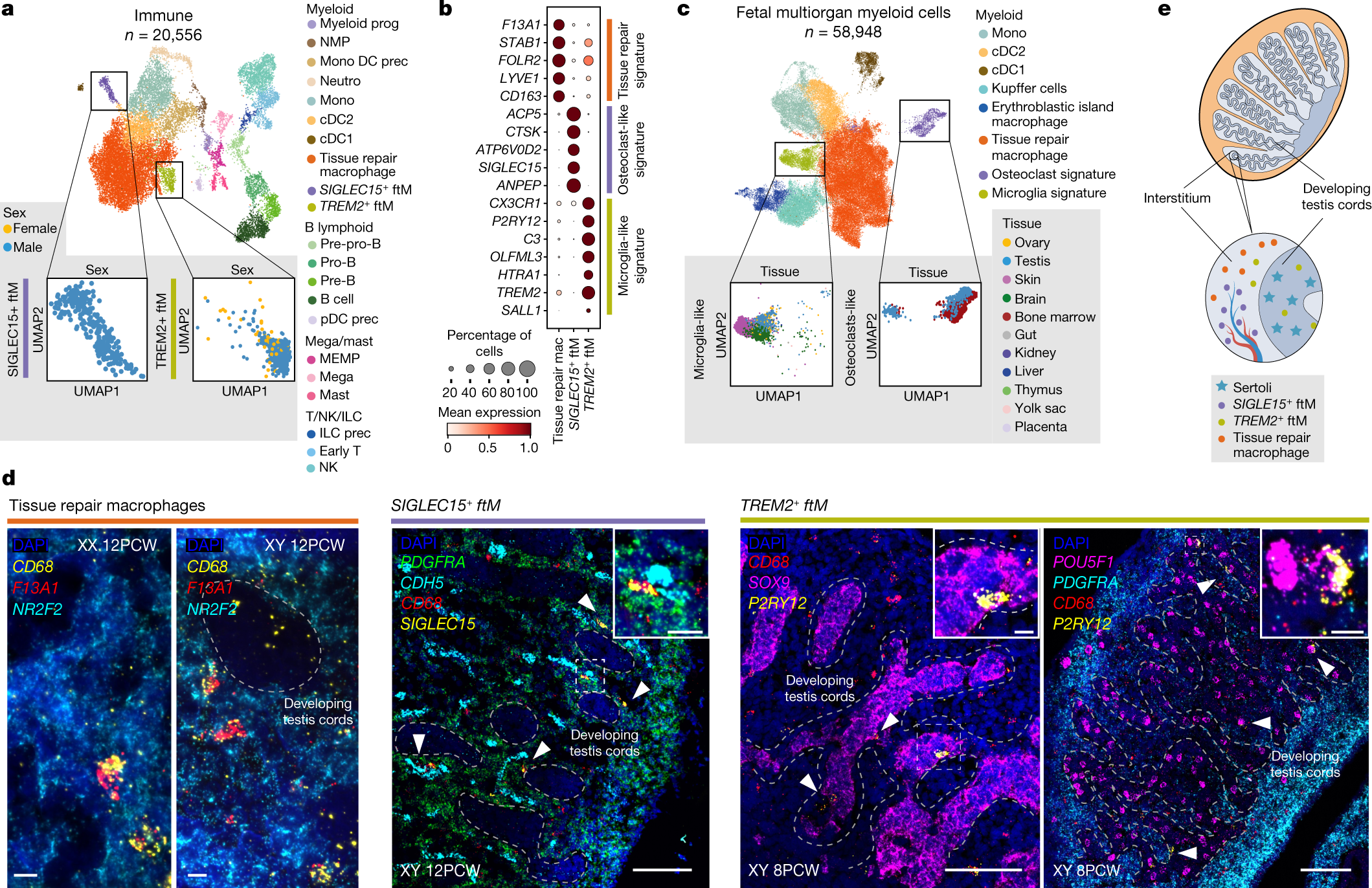Fig. 5: Tissue-resident macrophages in the developing testes.