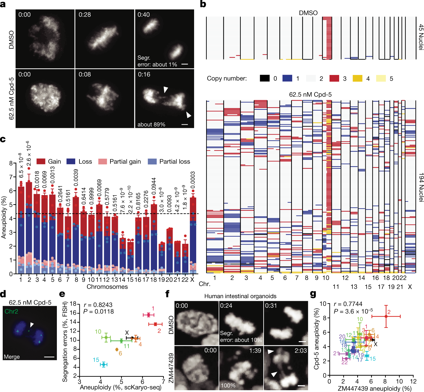 Nuclear chromosome locations dictate segregation error frequencies | Nature