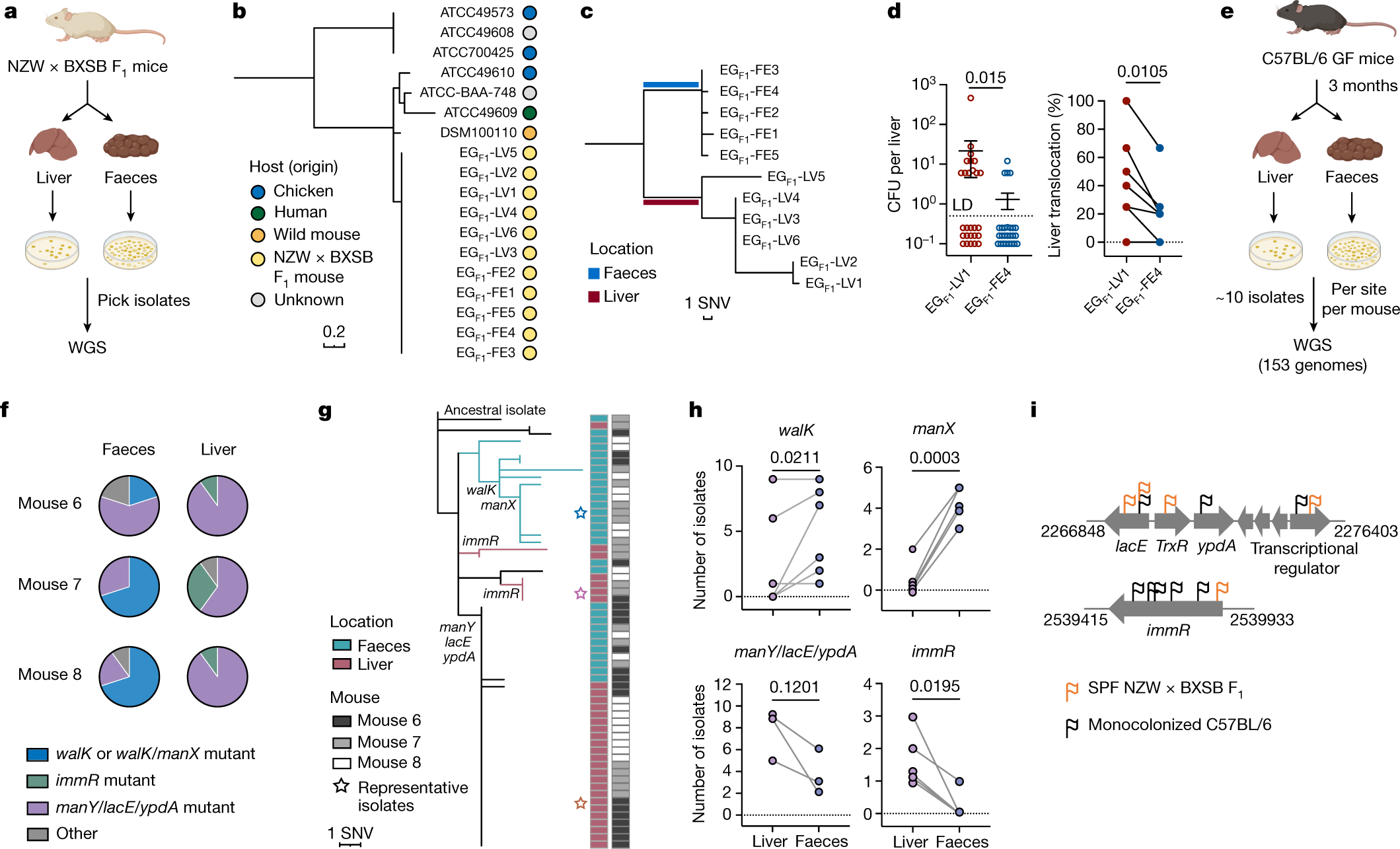 Within-host evolution of a gut pathobiont facilitates liver translocation |  Nature