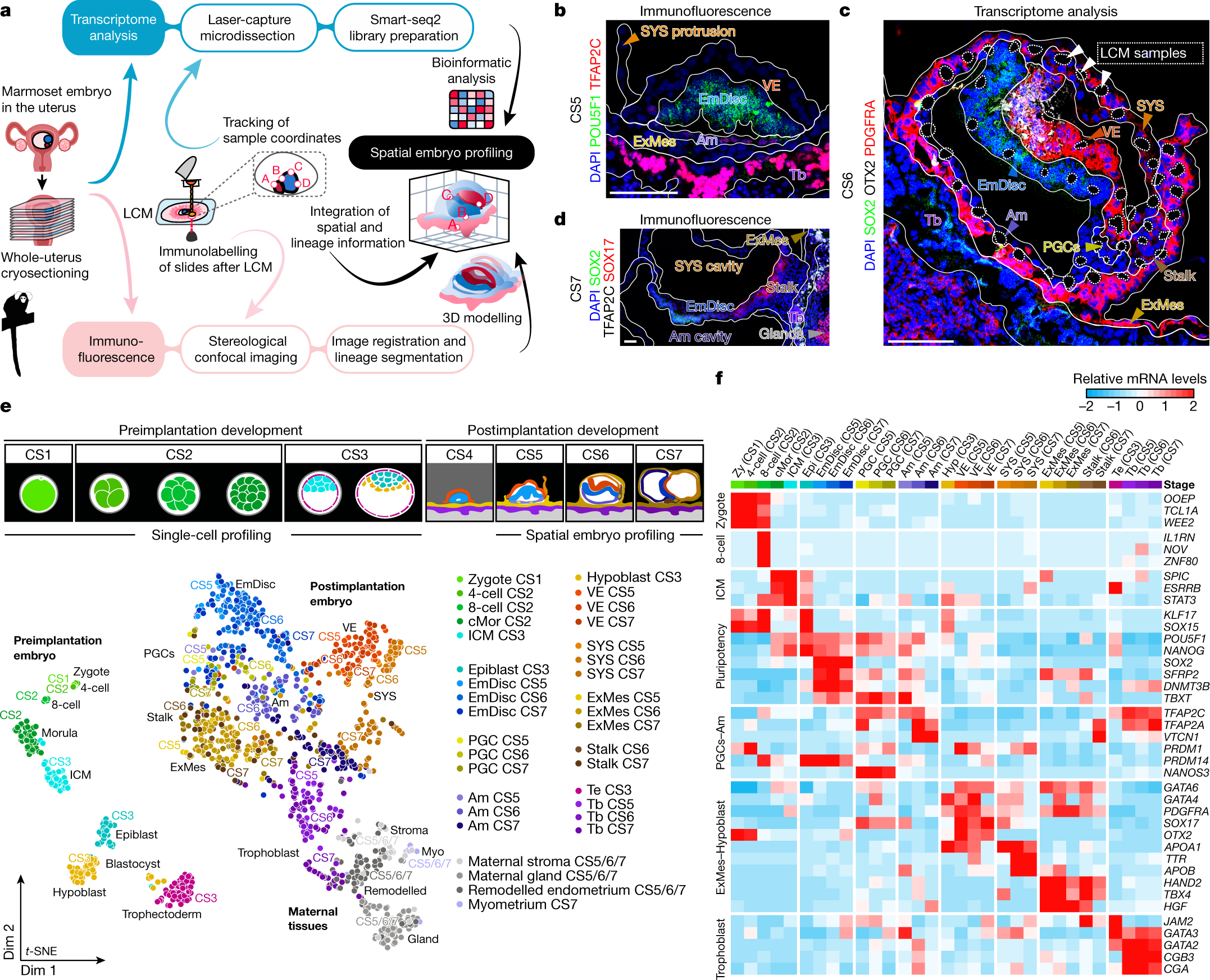 Spatial profiling of early primate gastrulation in utero | Nature