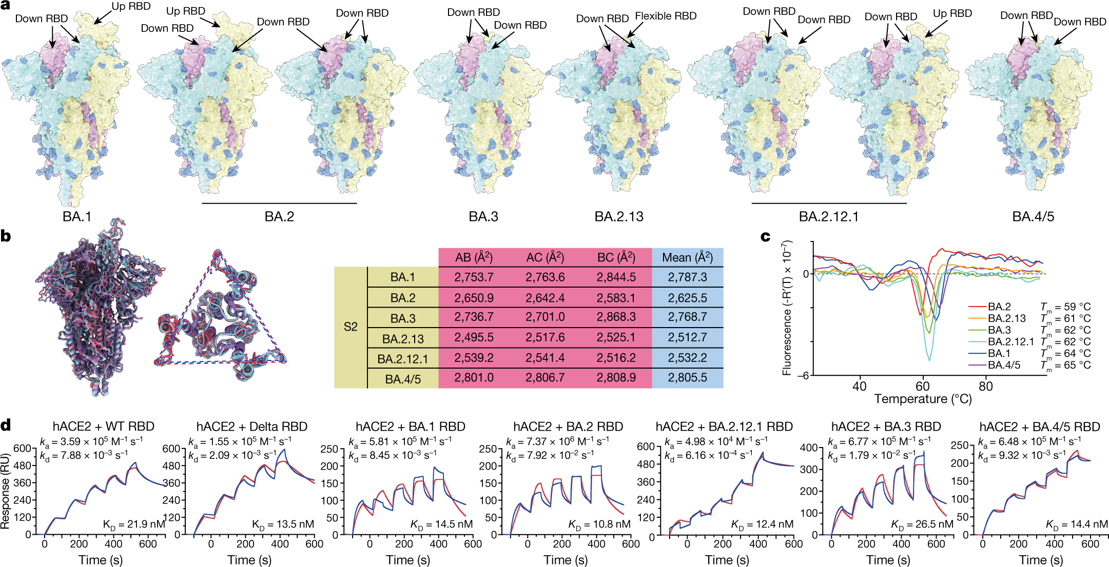 Study: Omicron evades some but not all monoclonal antibodies