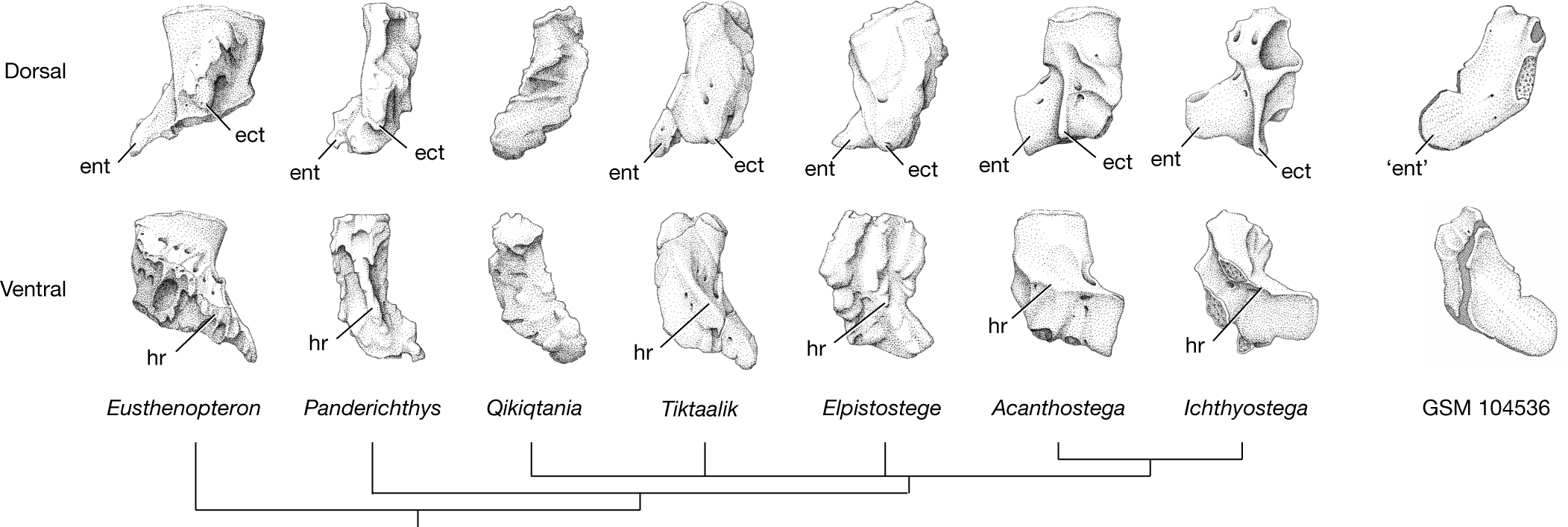 Fig. 5: Humeri at the fin-to-limb transition.