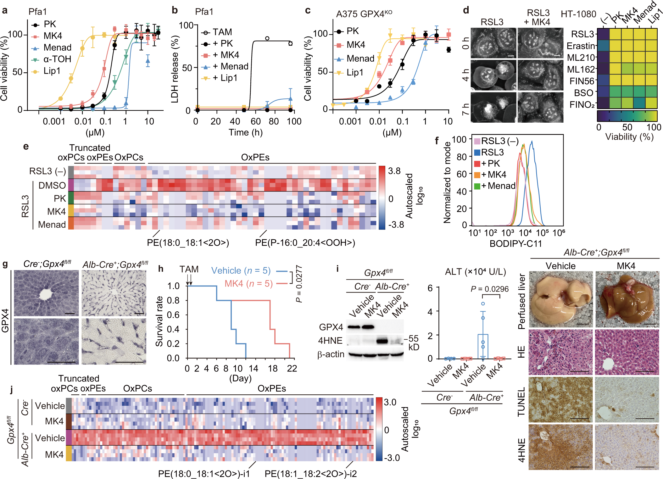 marty ross liposomal glutathione A non-canonical vitamin K cycle is a potent ferroptosis suppressor Presión sanguínea