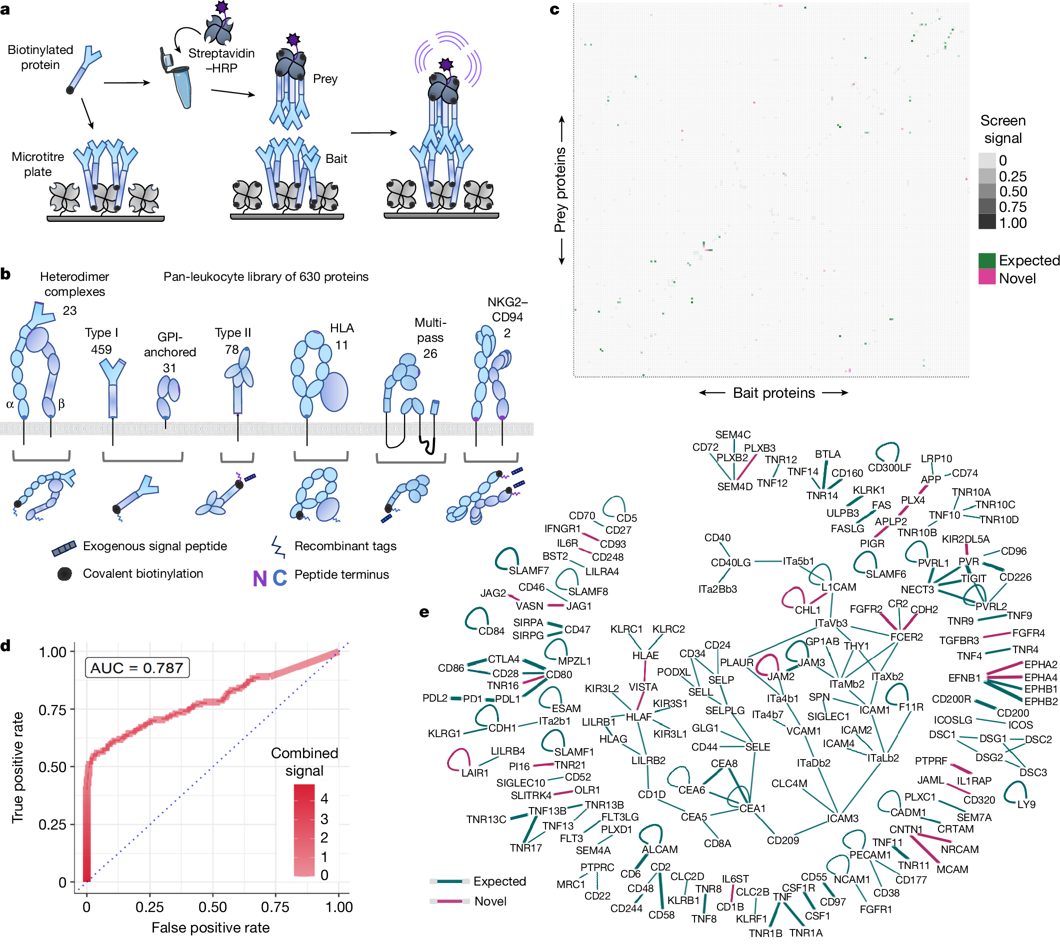 A new synonym-substitution method to enrich the human phenotype