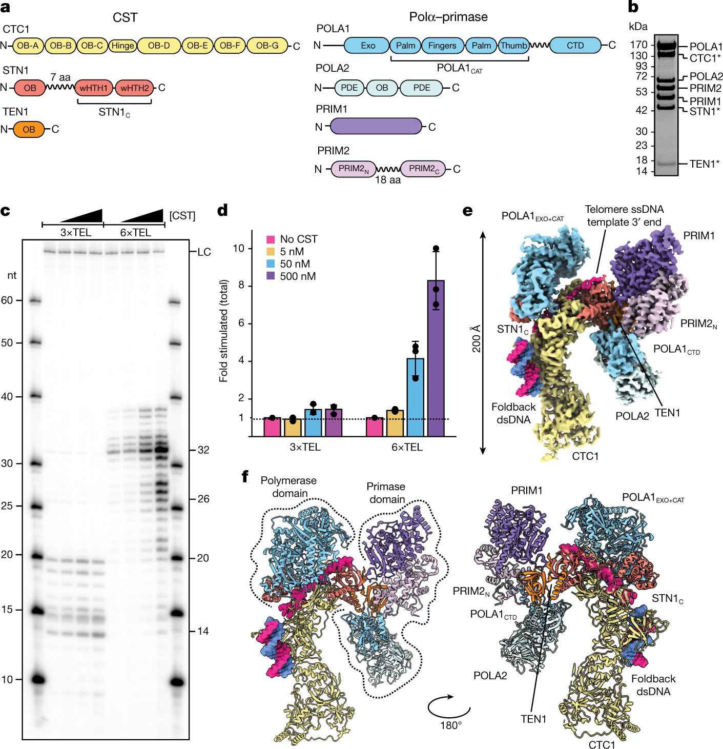 Structures of the human CST-Polα–primase complex bound to telomere  templates | Nature