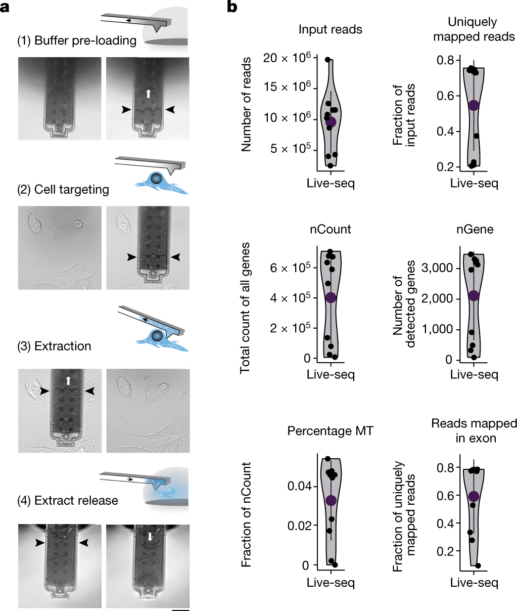 Live-seq enables temporal transcriptomic recording of single cells | Nature