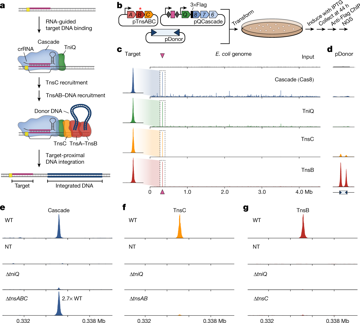 Selective TnsC recruitment enhances the fidelity of RNA-guided  transposition | Nature