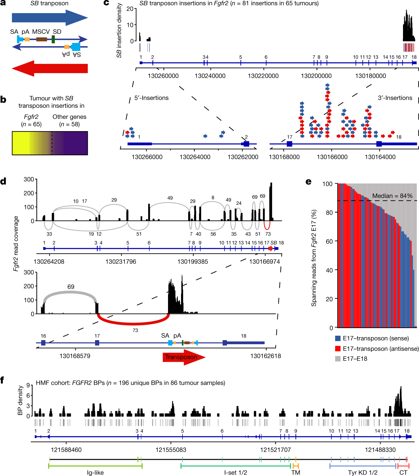 Truncated FGFR2 is a clinically actionable oncogene in multiple cancers |  Nature