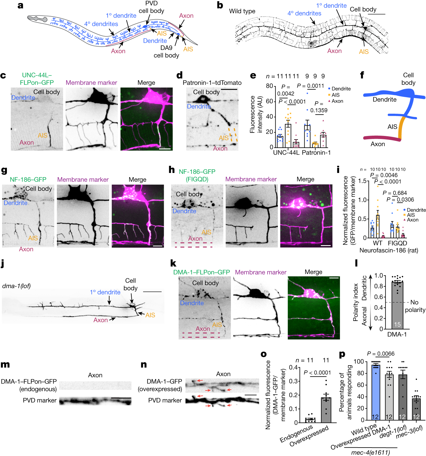 Endocytosis in the axon initial segment maintains neuronal polarity | Nature