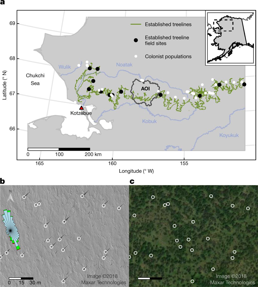 Sufficient conditions for rapid range expansion of a boreal conifer | Nature