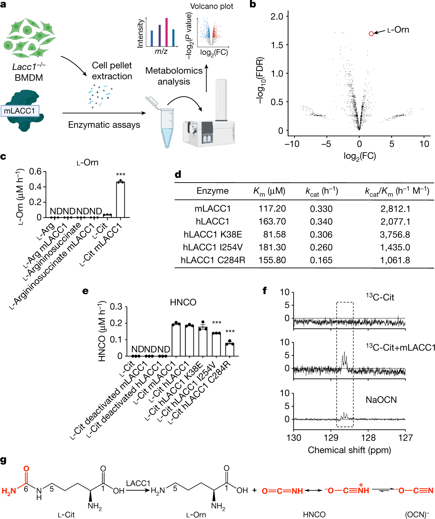 LACC1 bridges NOS2 and polyamine metabolism in inflammatory macrophages |  Nature