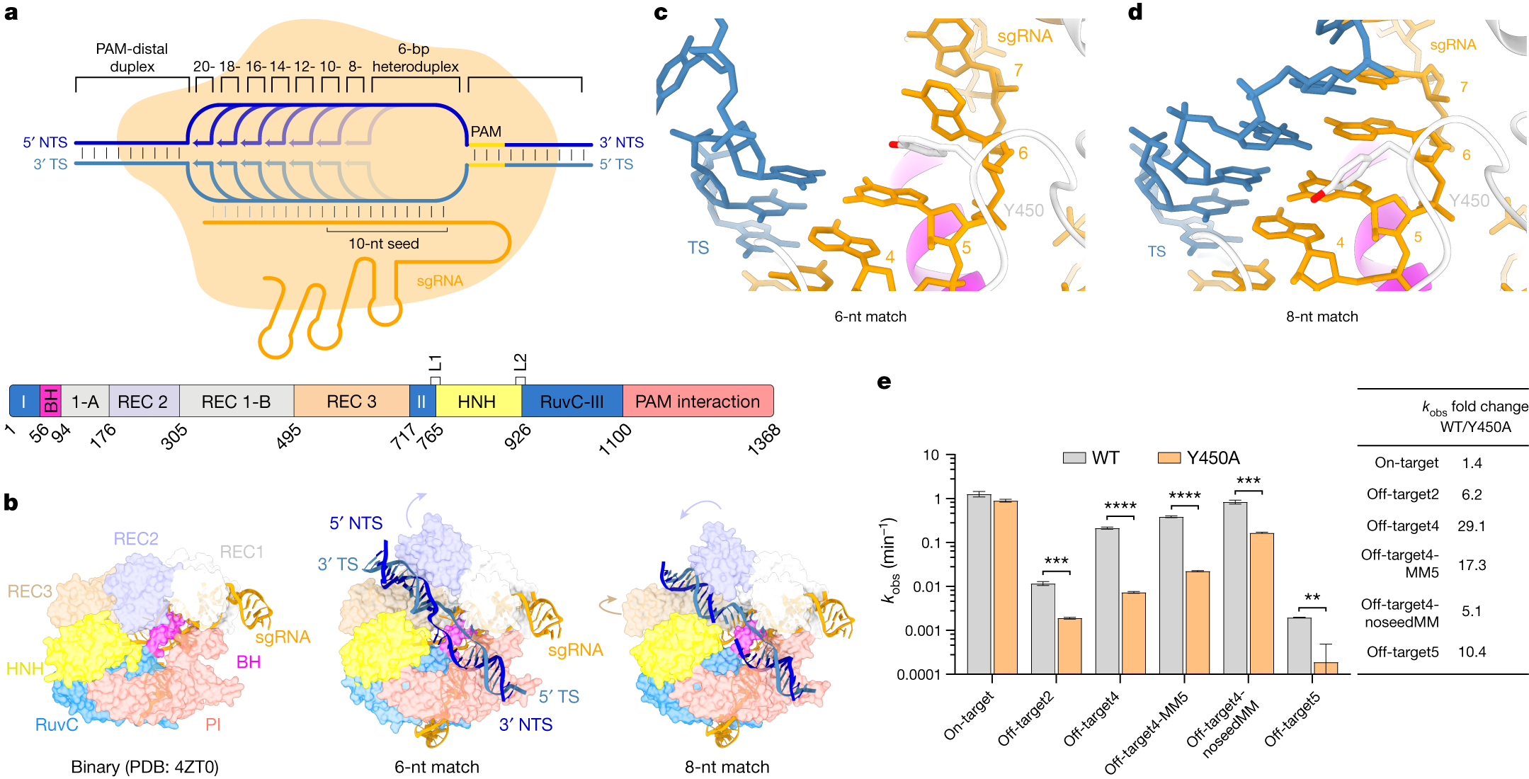R-loop formation and conformational activation mechanisms of Cas9 | Nature