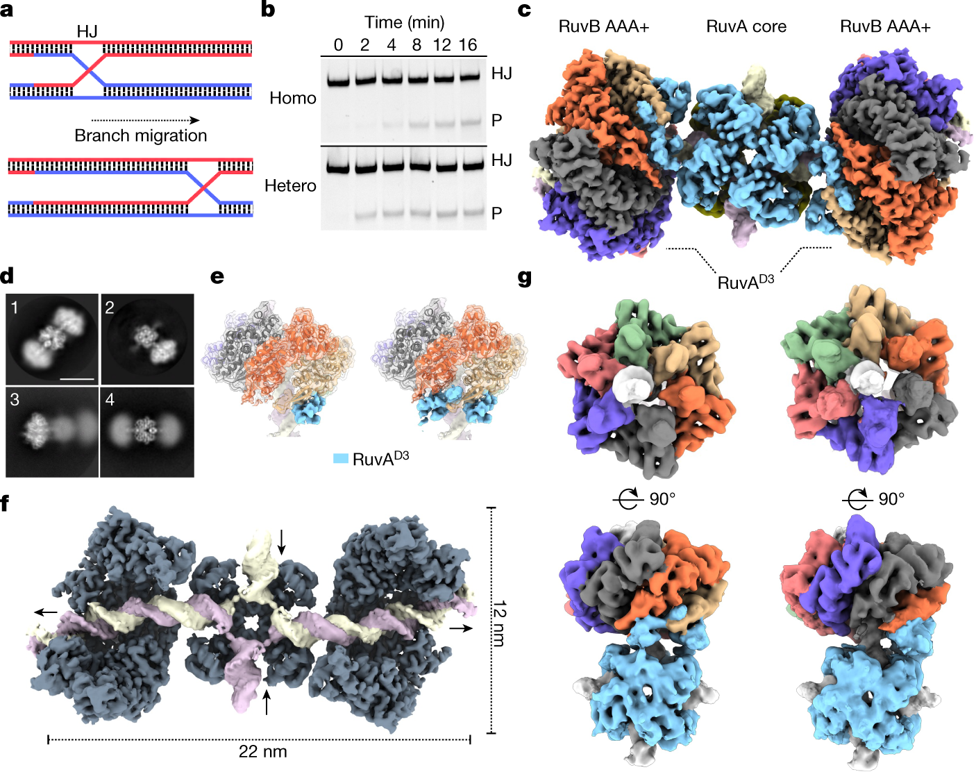 Mechanism of AAA+ ATPase-mediated RuvAB–Holliday junction branch migration  | Nature