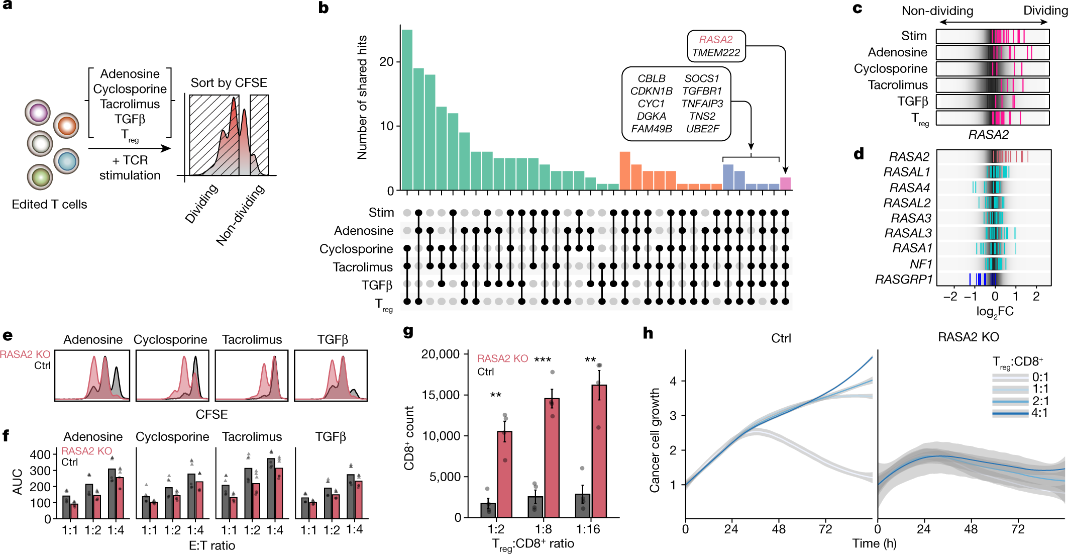 Potent T-cell response