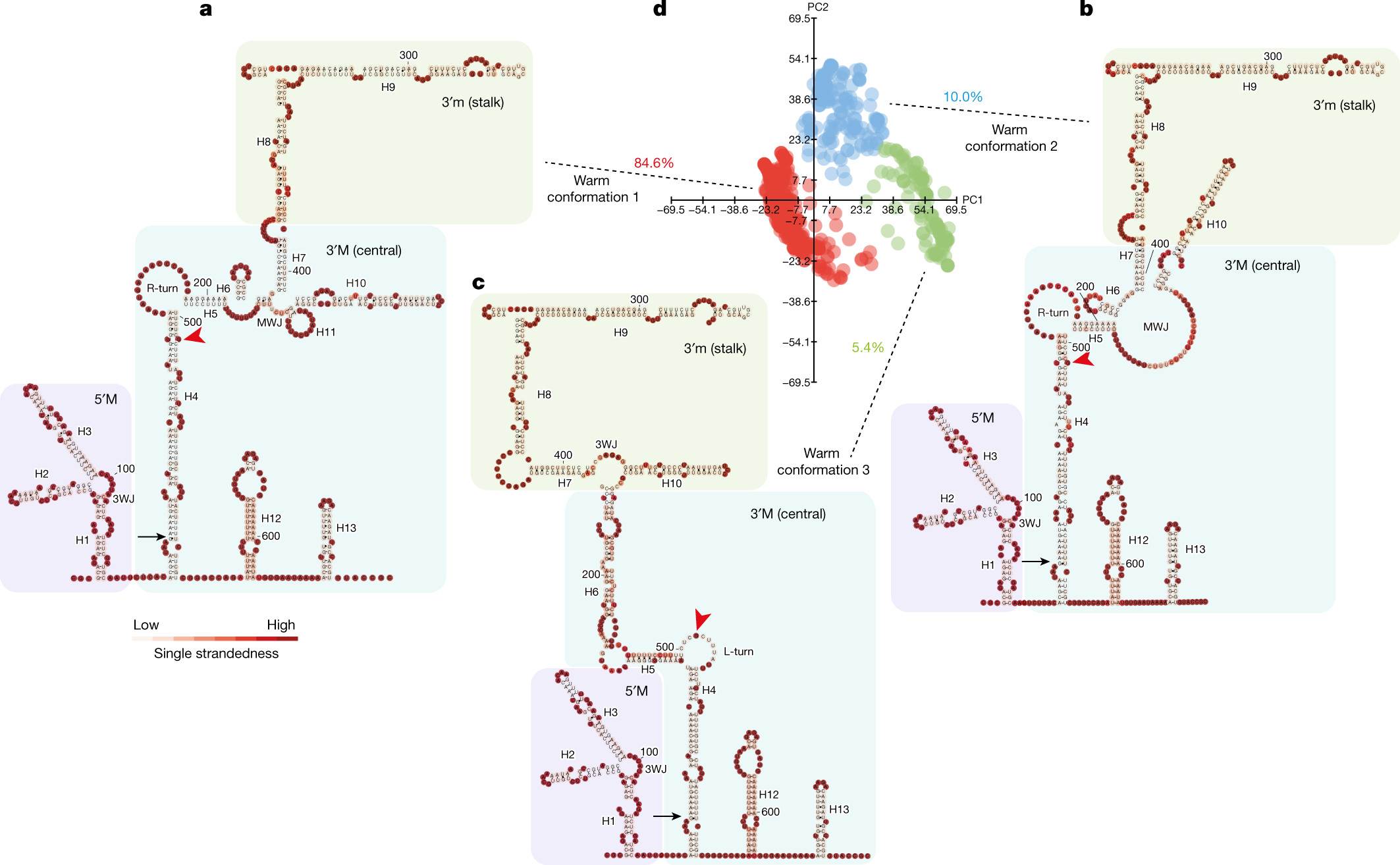 Fig. 2: The three major conformations of class II.i in warm-grown plants.