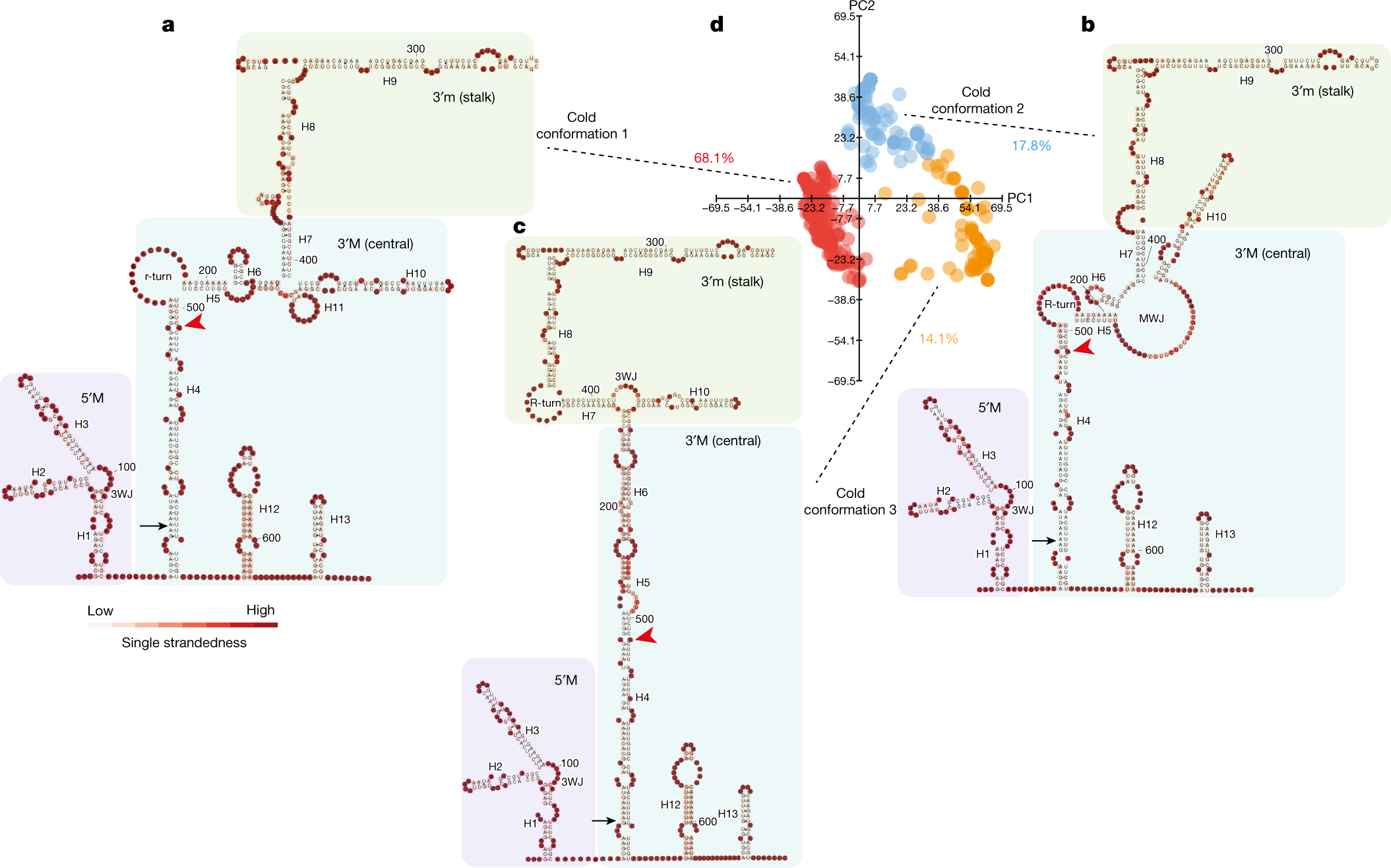Fig. 3: The three major conformations of class II.i in cold-grown plants.
