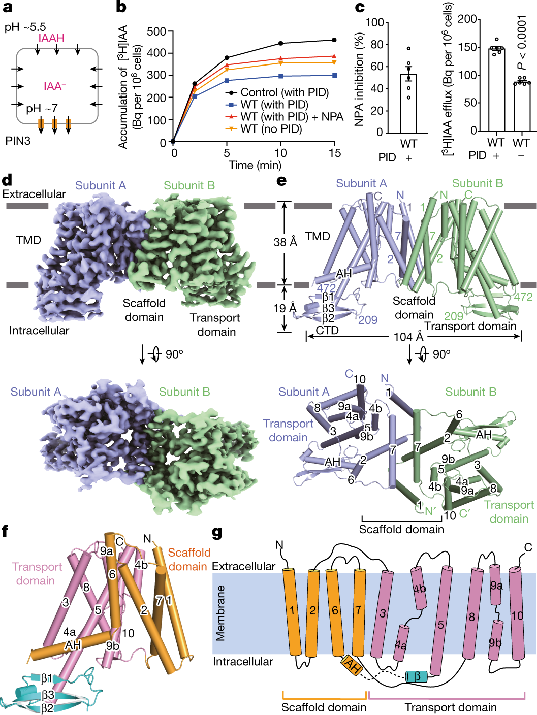Structures and mechanisms of the Arabidopsis auxin transporter ...