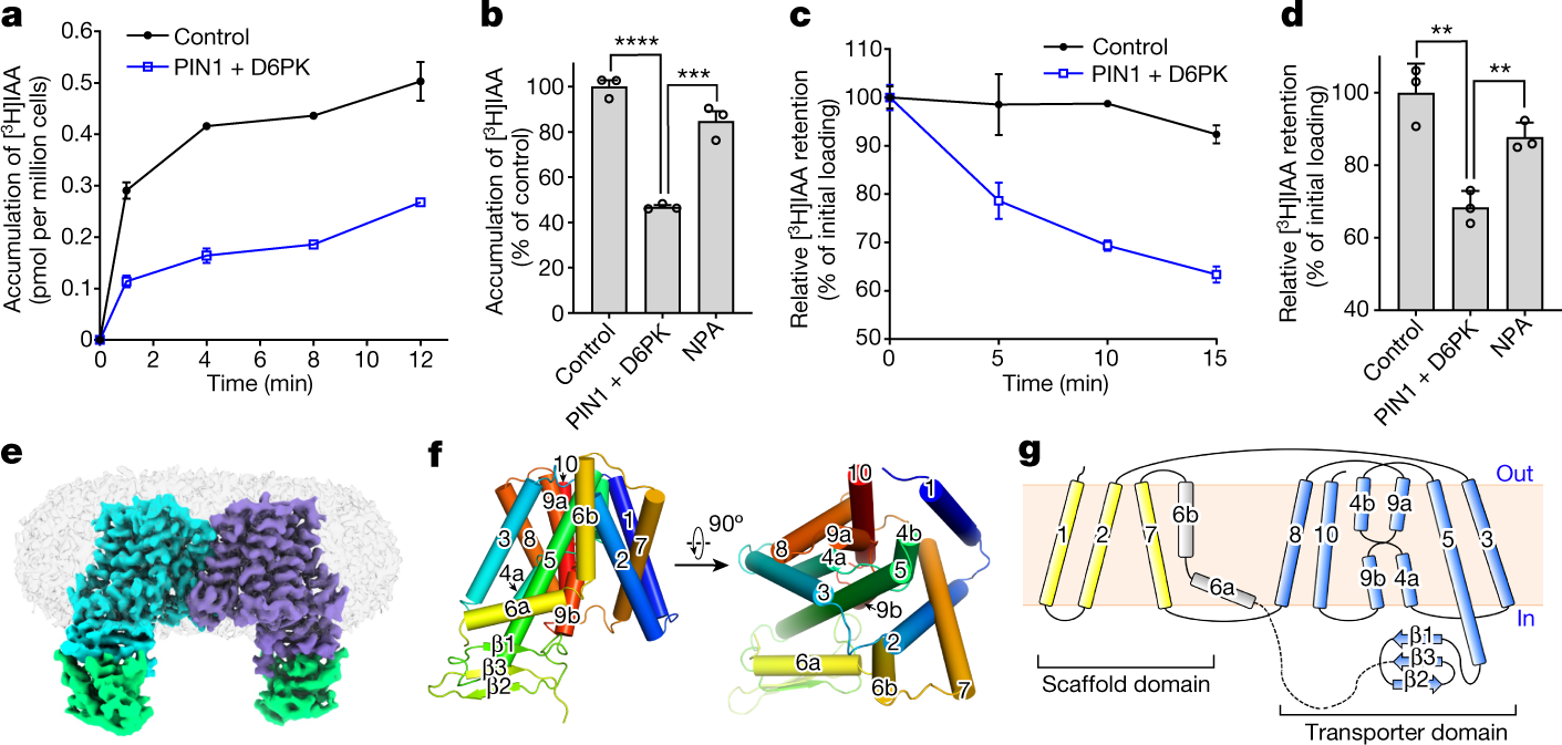Structural insights into auxin recognition and efflux by ...
