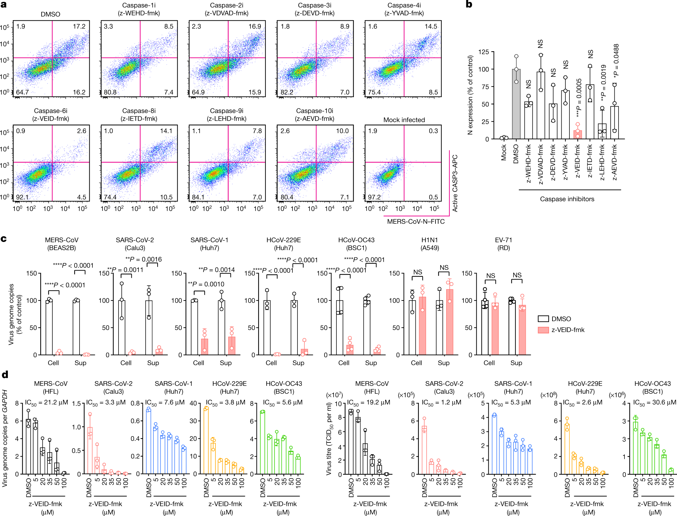 Coronaviruses exploit a host cysteine-aspartic protease for replication |  Nature