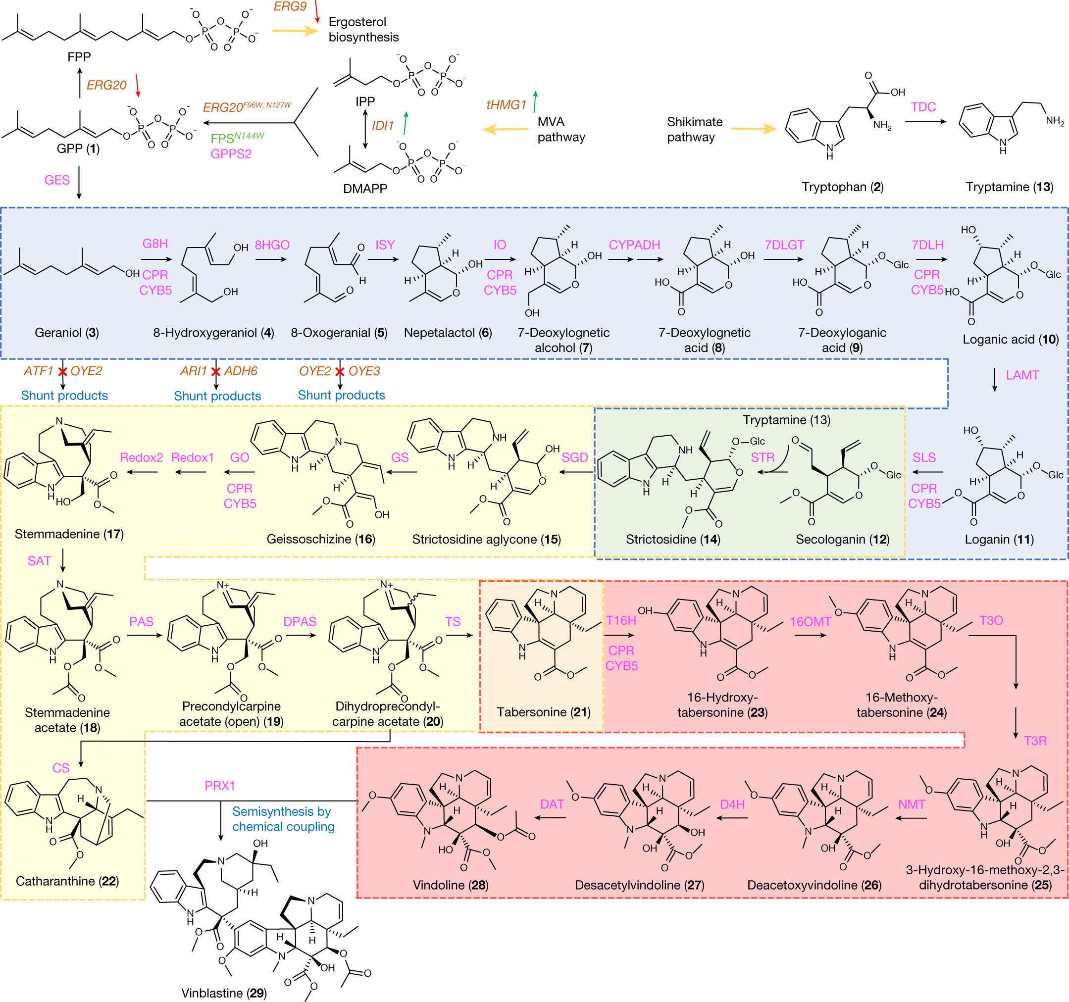 A microbial supply chain for production of the anti-cancer drug vinblastine  | Nature