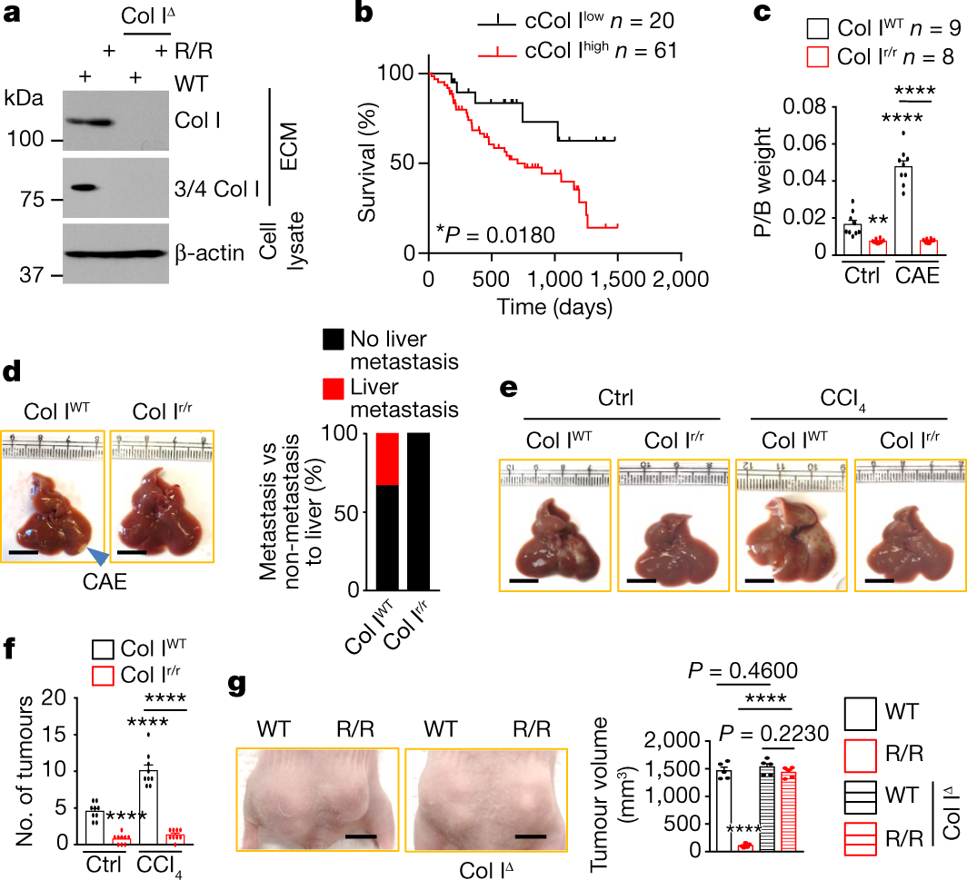 Collagenolysis-dependent DDR1 signalling dictates pancreatic cancer outcome  | Nature