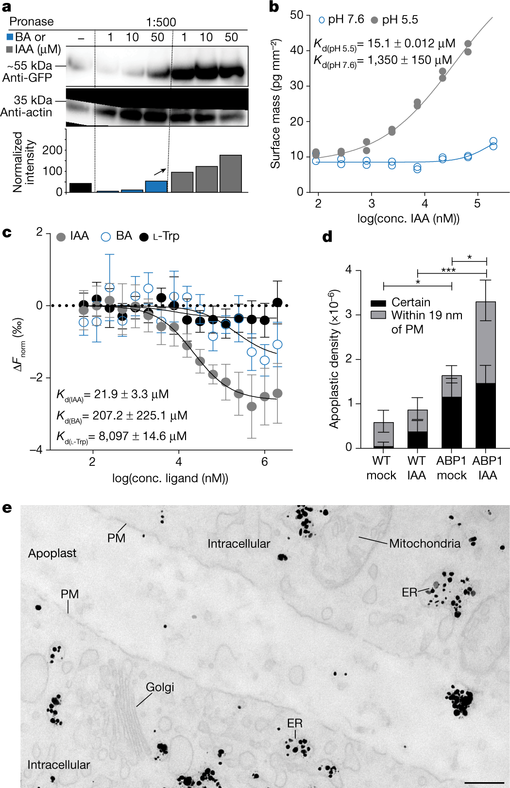 ABP1–TMK auxin perception for global phosphorylation and auxin canalization  | Nature