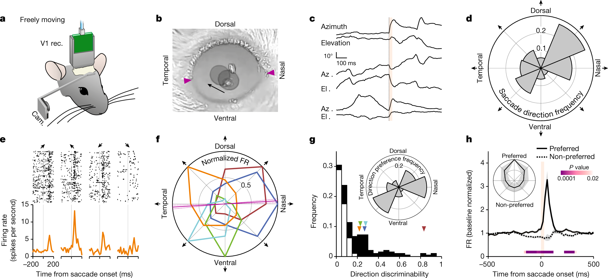 Distinguishing externally from saccade-induced motion in visual cortex |  Nature
