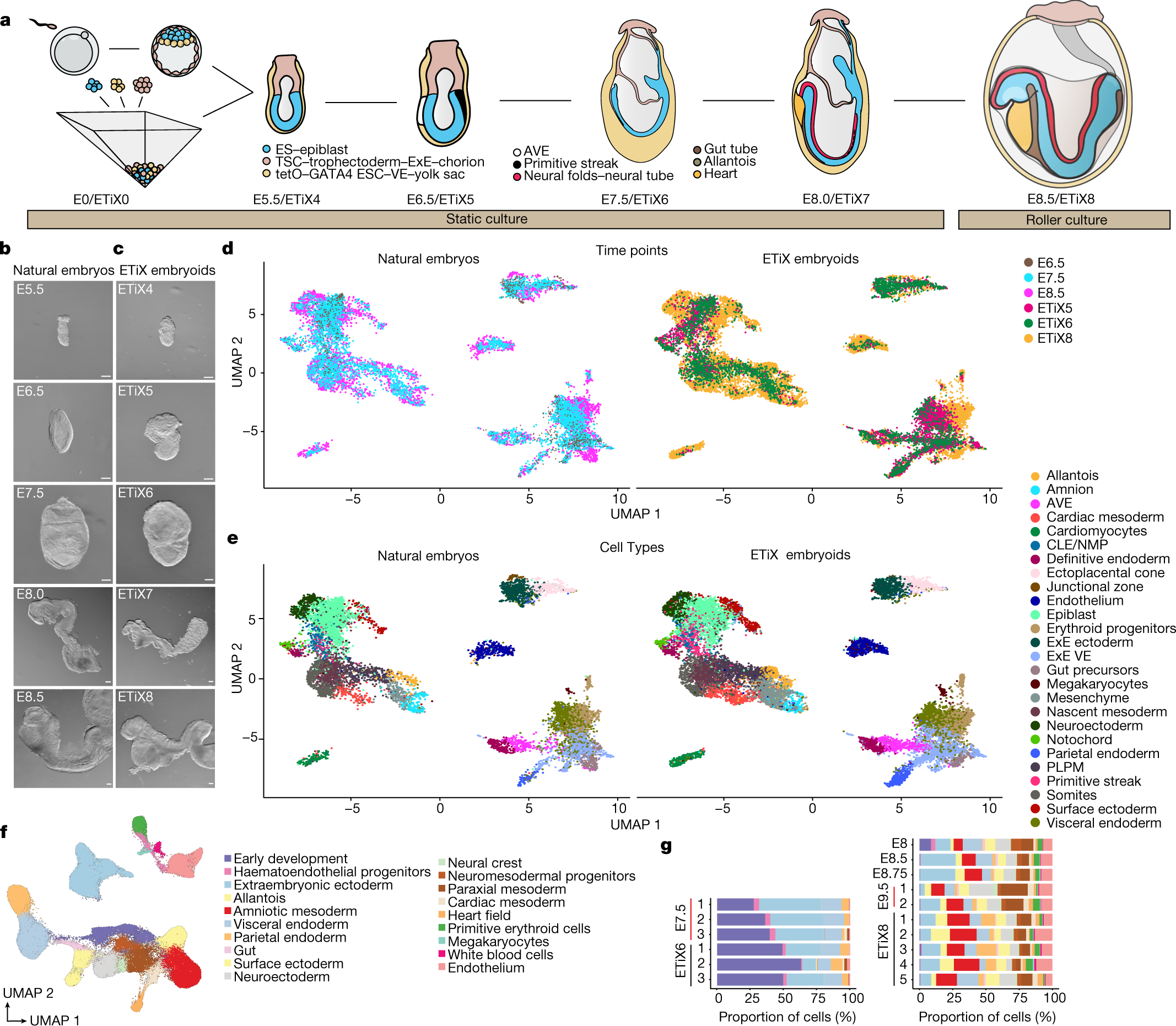 Frontiers  Pax3/7 regulates neural tube closure and patterning in