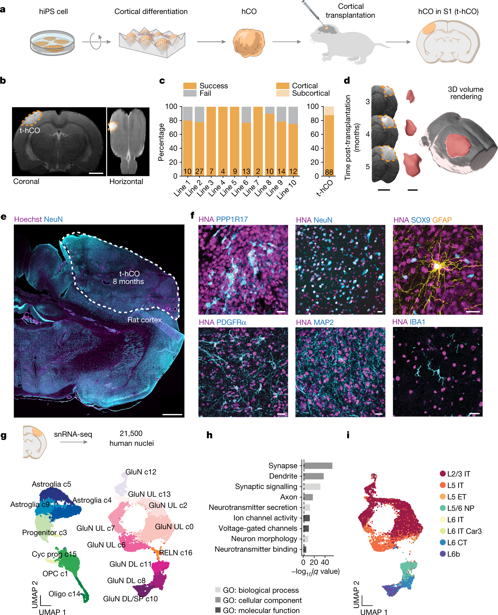 Maturation and circuit integration of transplanted human cortical organoids  | Nature