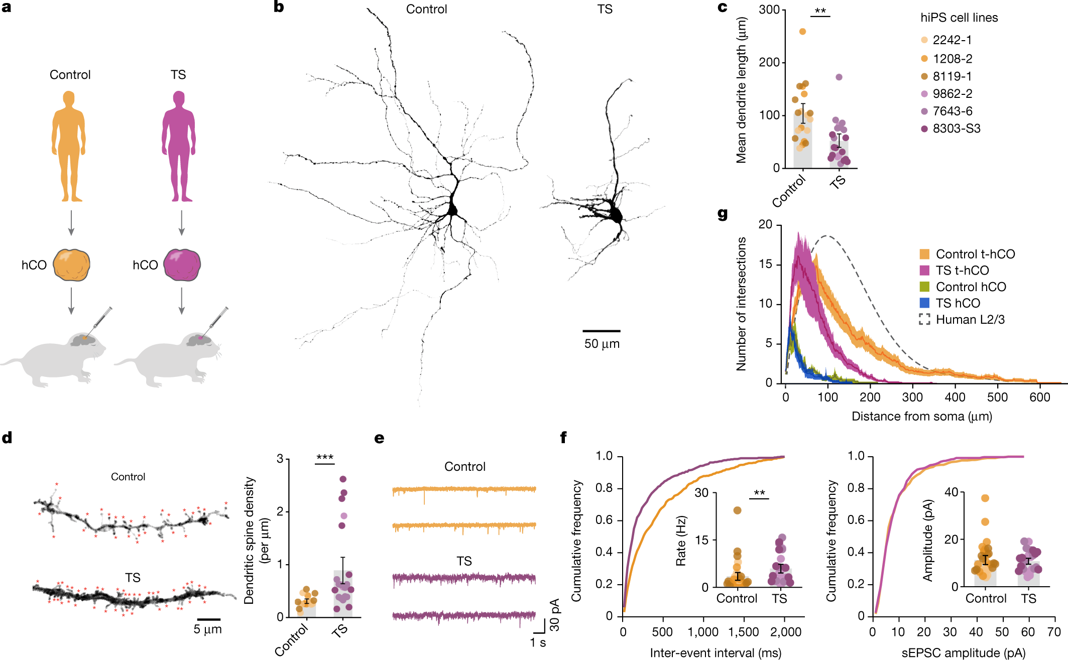Fig. 3: Advanced neuronal features in t-hCO reveal activity-dependent disease phenotypes in human cortical neurons.