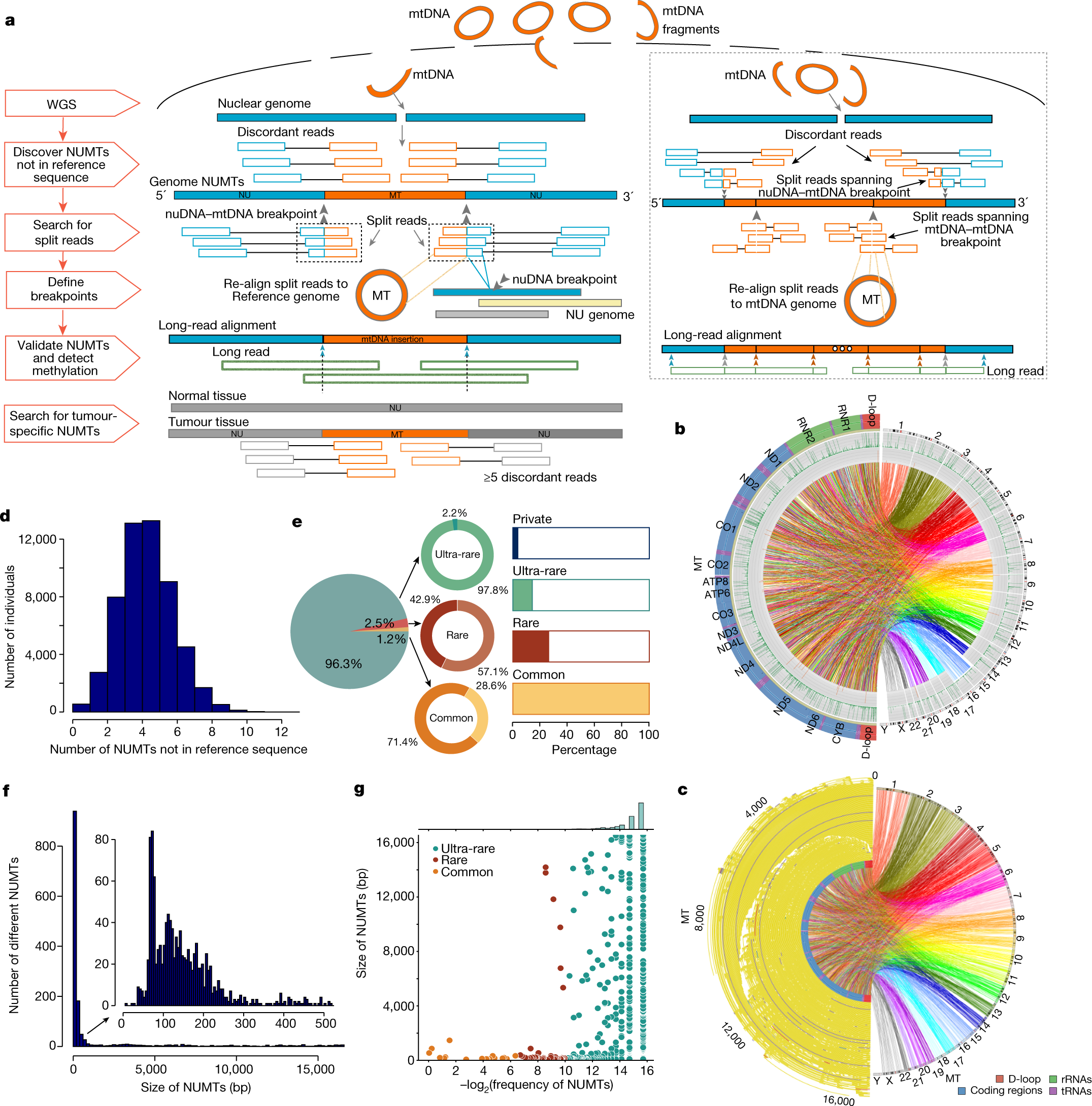 Nuclear-embedded mitochondrial DNA sequences in 66,083 human genomes |  Nature