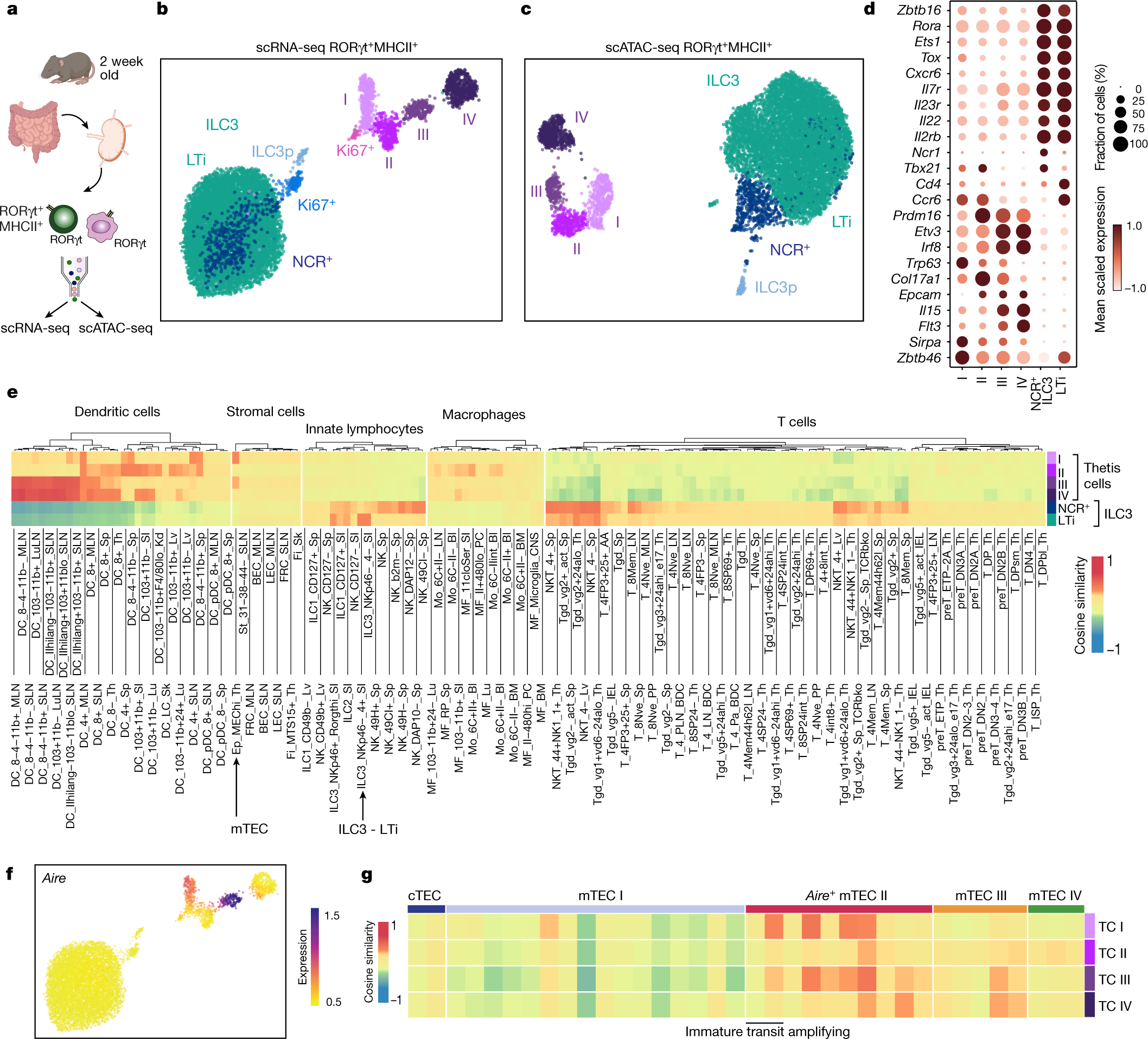 Fig. 2: Identification of a novel RORγt+ APC lineage.