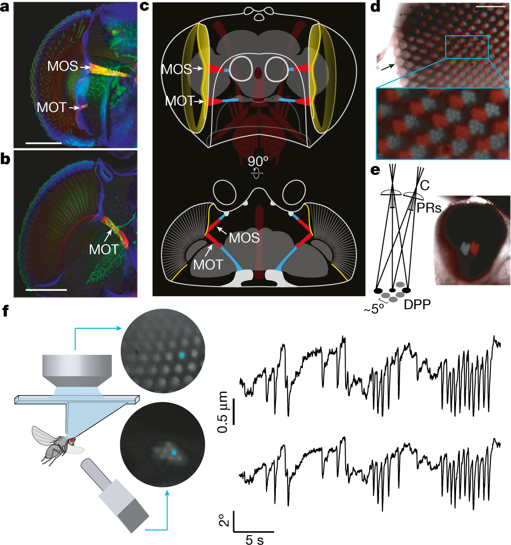 Muscles that move the retina augment compound eye vision in Drosophila |  Nature