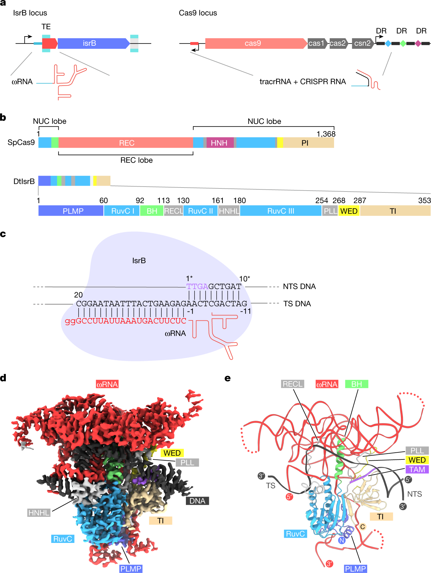 Structure of the OMEGA nickase IsrB in complex with ωRNA and target DNA |  Nature