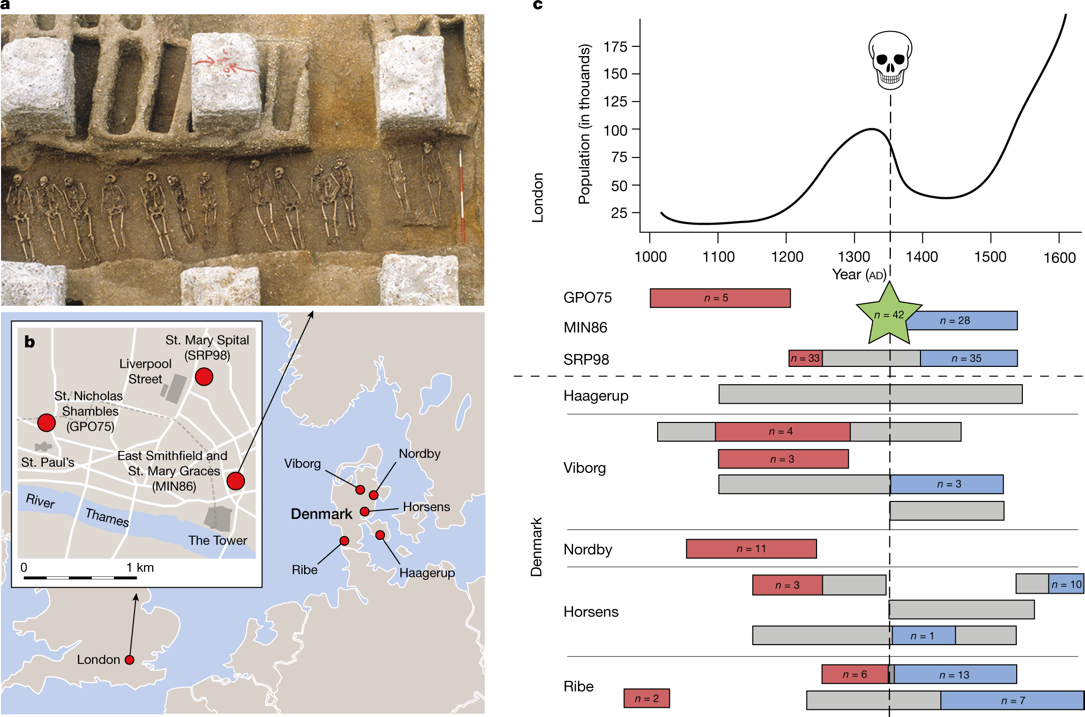 How Black Death survivors gave their descendants a genetic edge