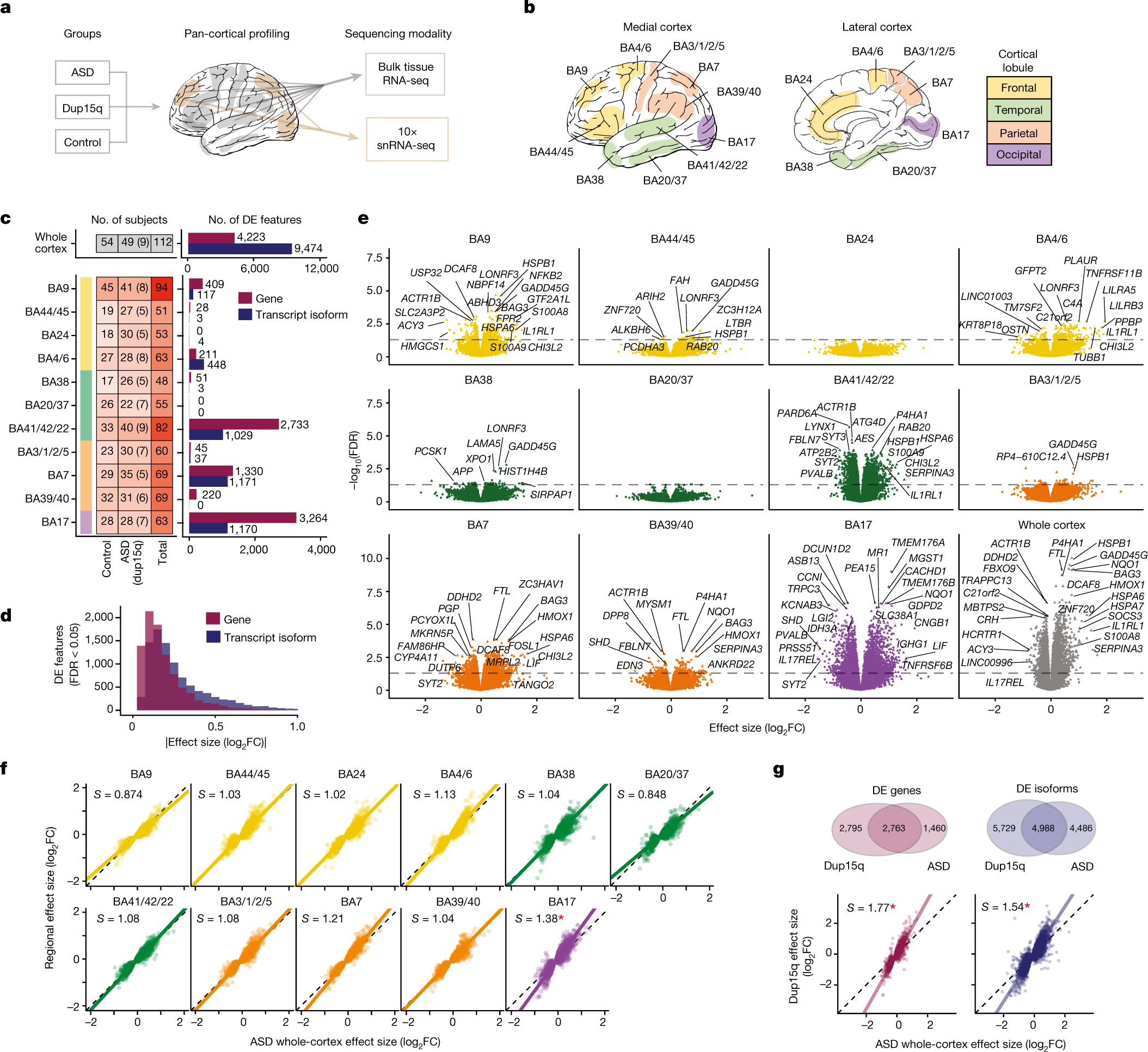 Broad transcriptomic occurs across the cortex in ASD |