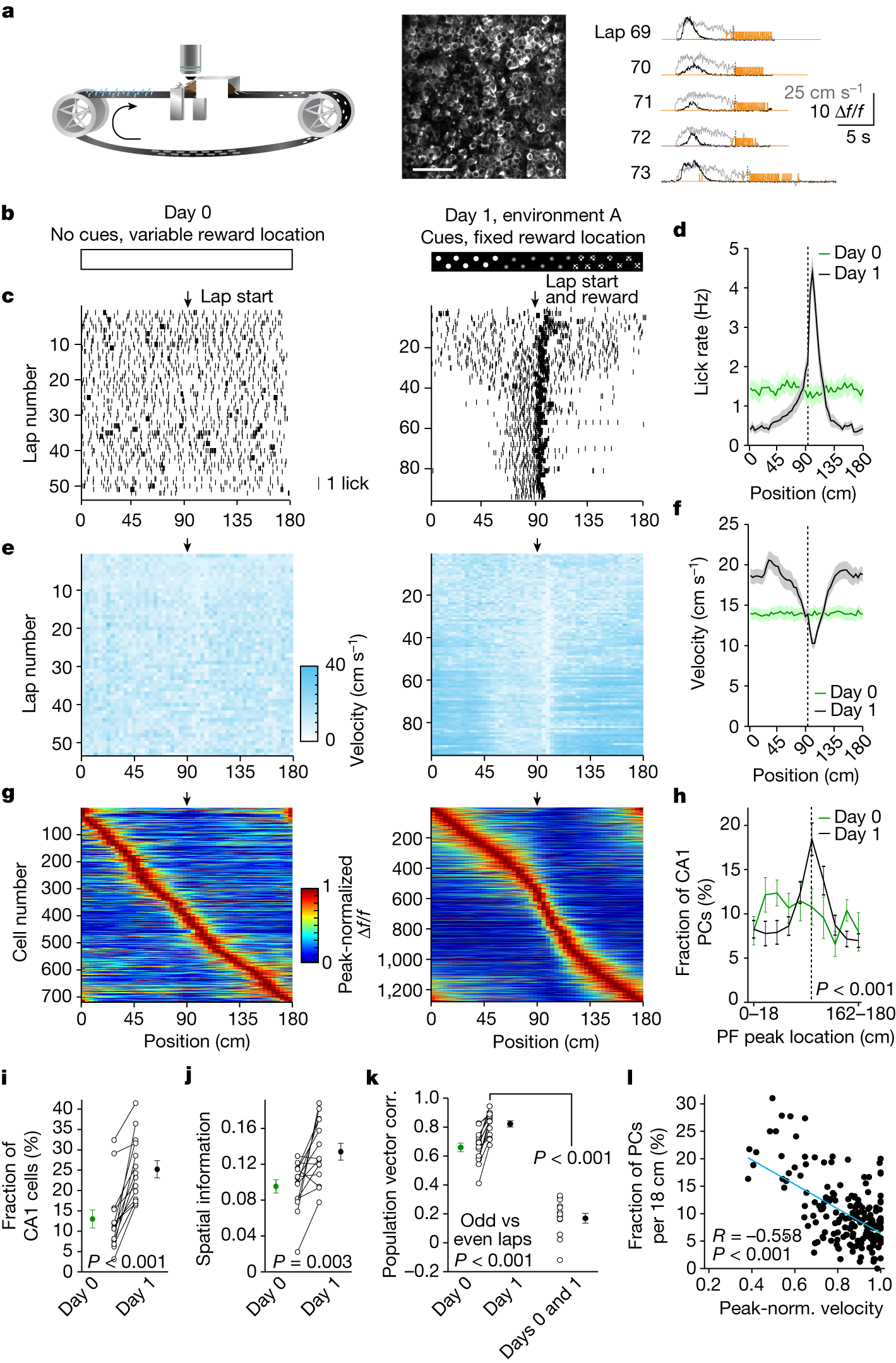 Entorhinal cortex directs learning-related changes in CA1 representations |  Nature