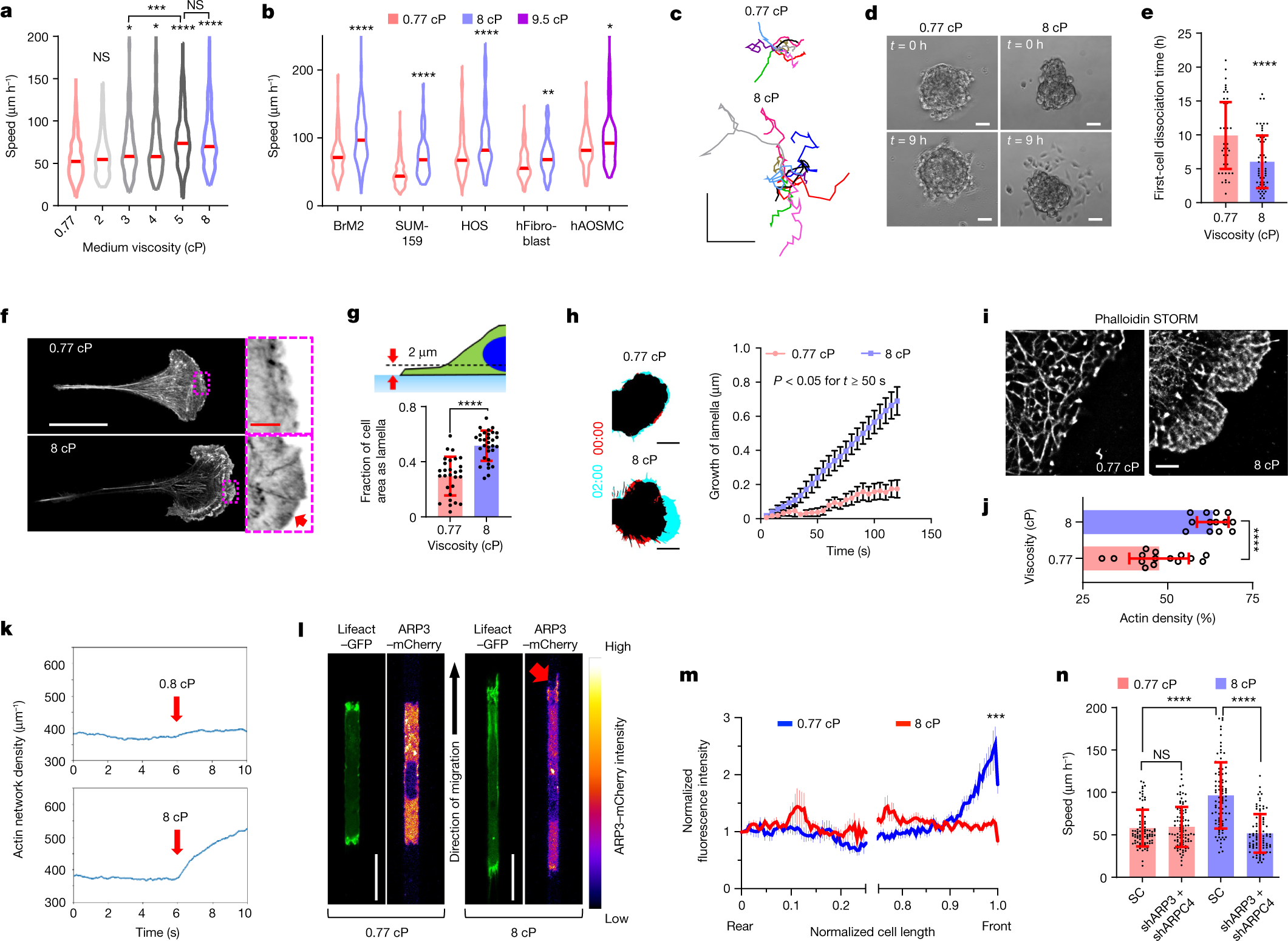 Extracellular fluid viscosity enhances cell migration and cancer dissemination Nature photo