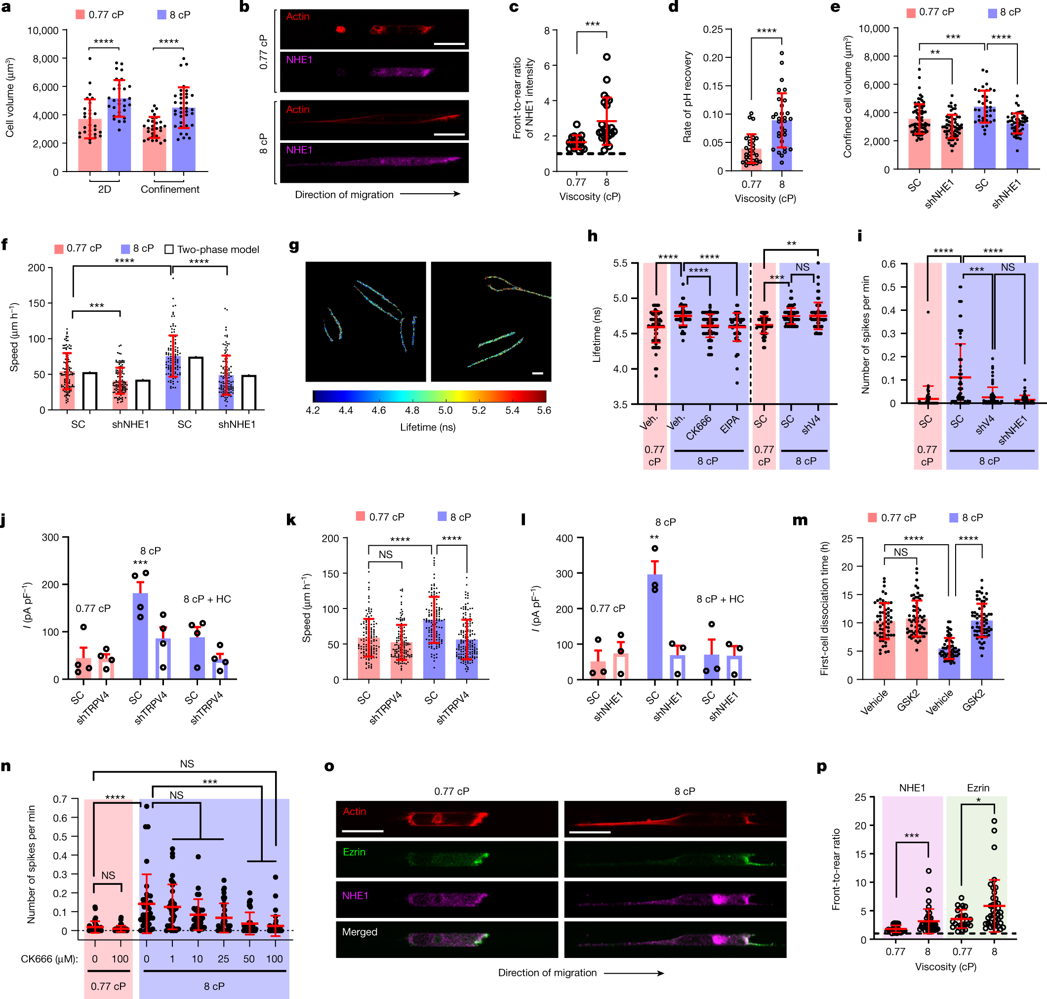 Fig. 2: Viscosity promotes NHE1-dependent cell swelling, which activates TRPV4 leading to calcium influx.