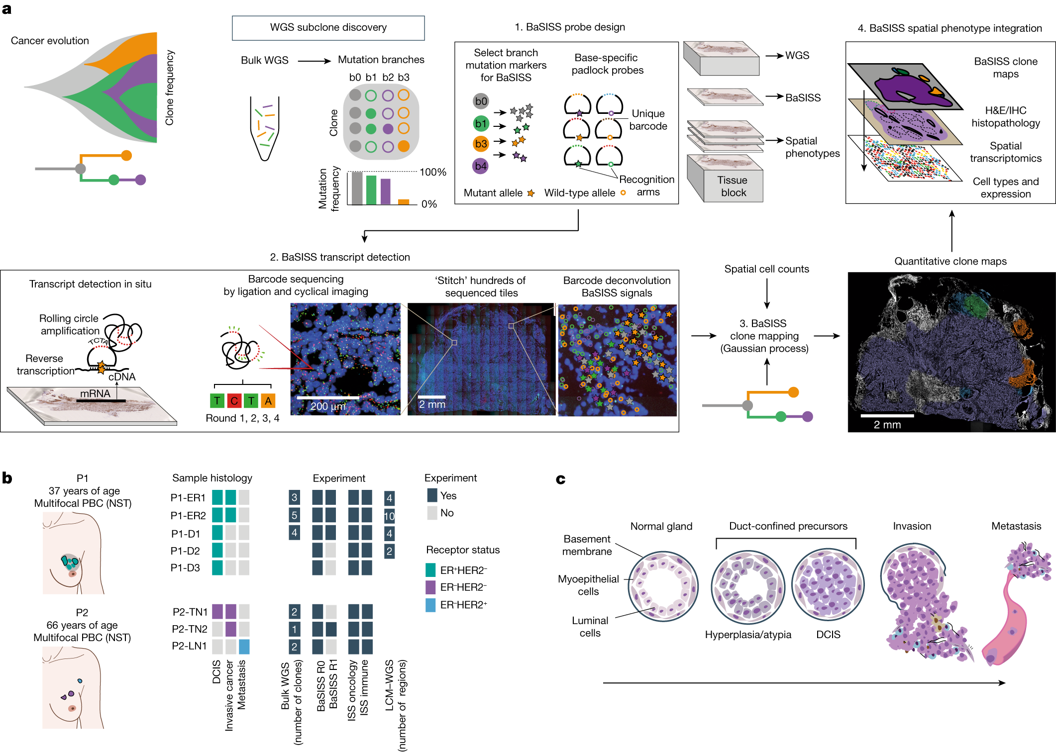 Spatial genomics maps the structure, nature and evolution of cancer clones