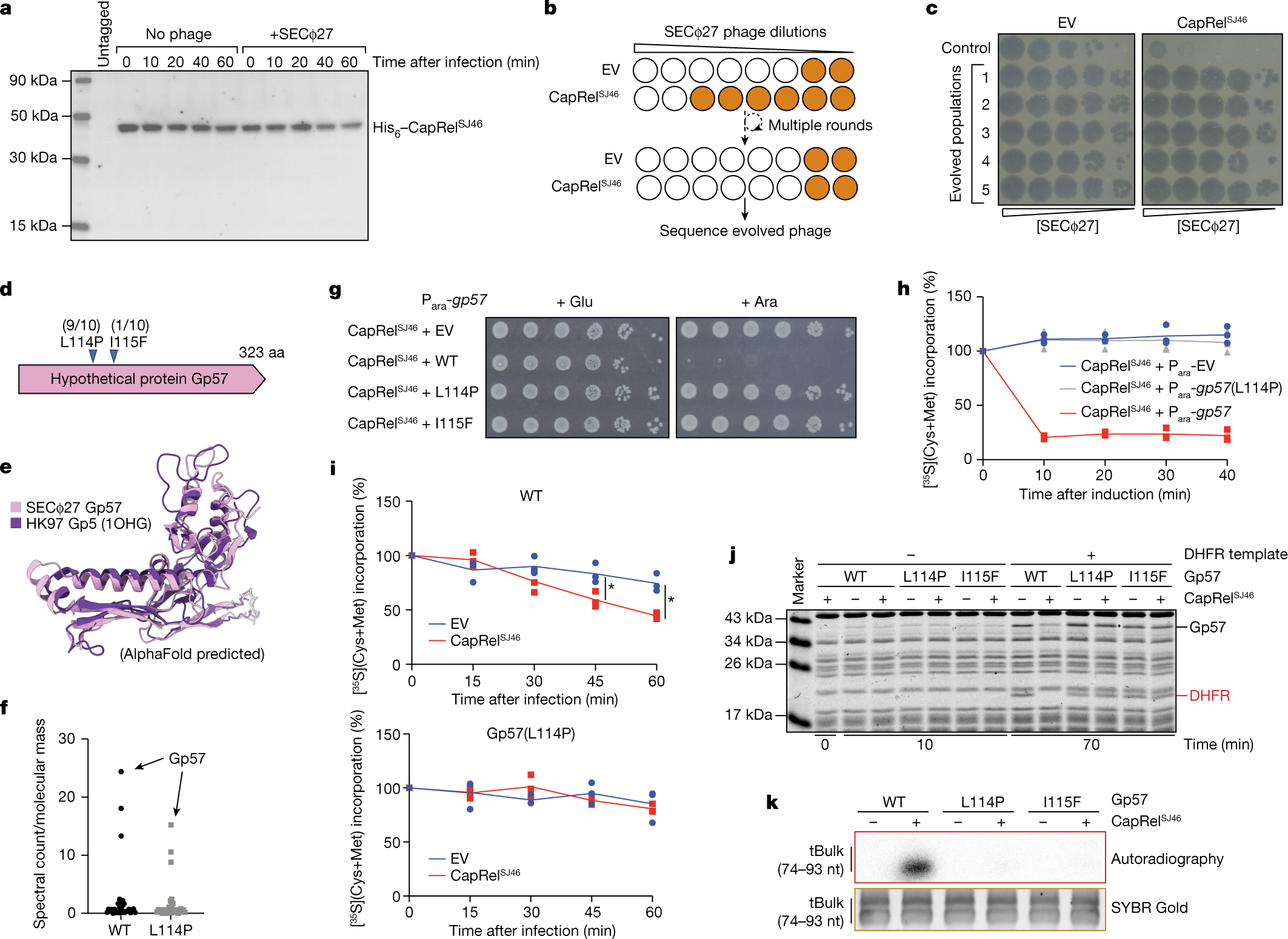 Fig. 3: CapRelSJ46 is activated by the major capsid protein of SECΦ27 to pyrophosphorylate tRNAs and block translation.