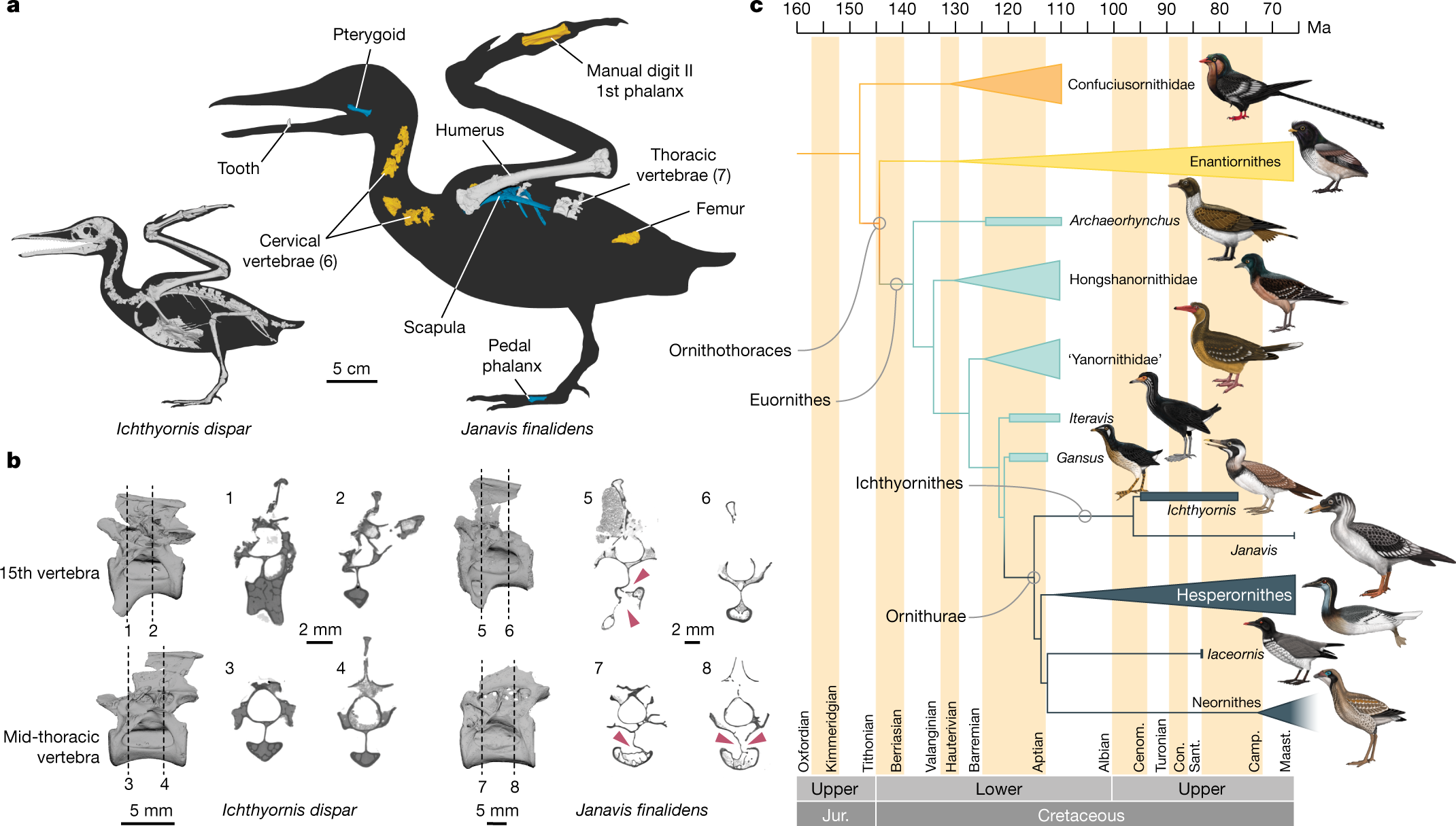 Size disparity of late Maastrichtian pterosaurs and birds. Maastrichtian  pterosaurs are larger than coeval birds in both marine (blue) and  terrestrial/freshwater (orange) ecosystems. : r/Paleontology