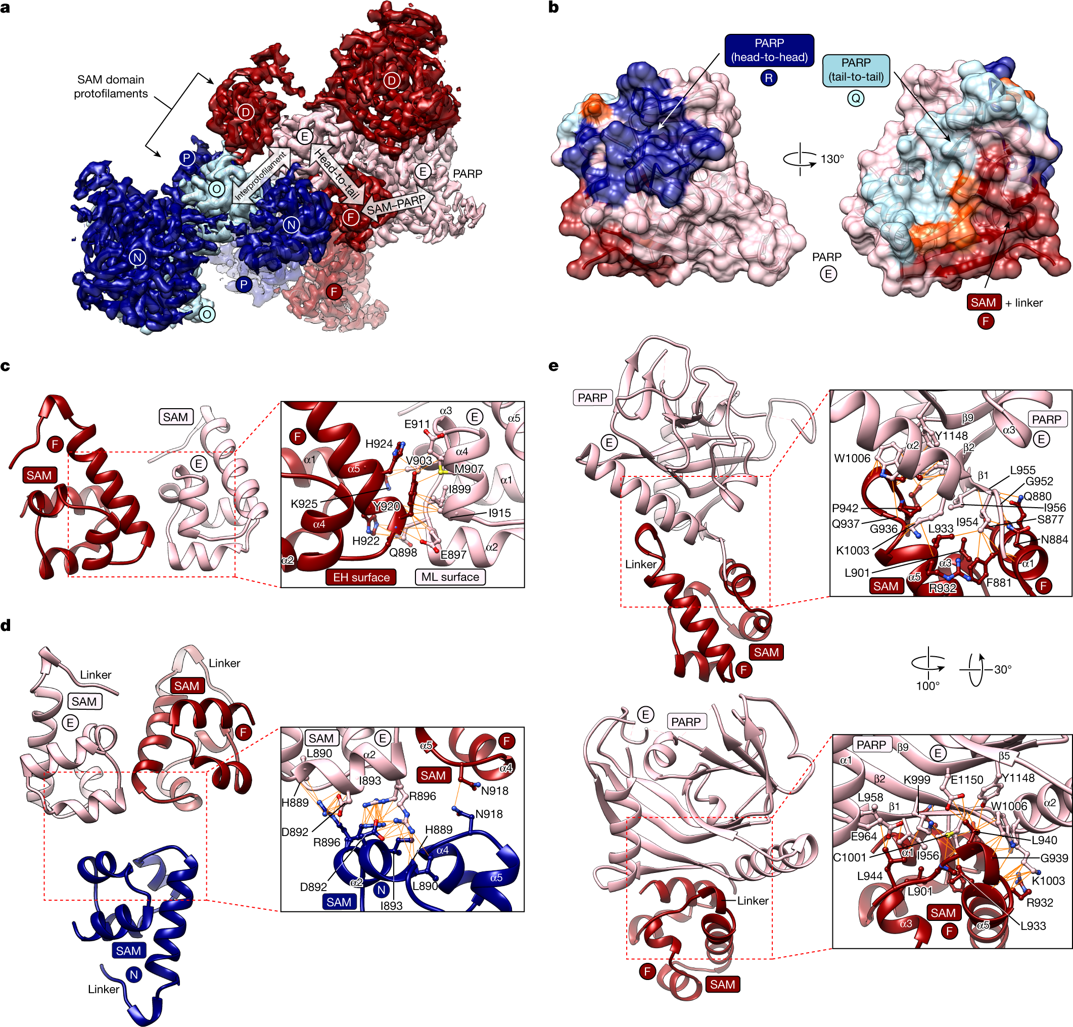 Fig. 2: SAM domain contacts within the TNKS2 SAM–PARP filament.