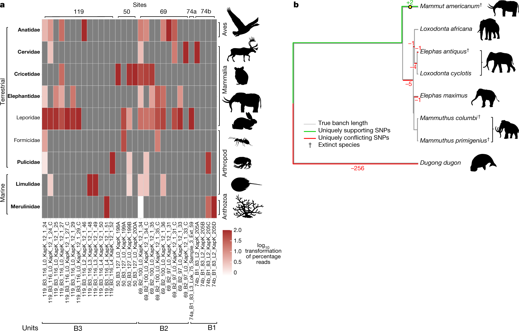 Fig. 4: Early Pleistocene animals of northern Greenland.