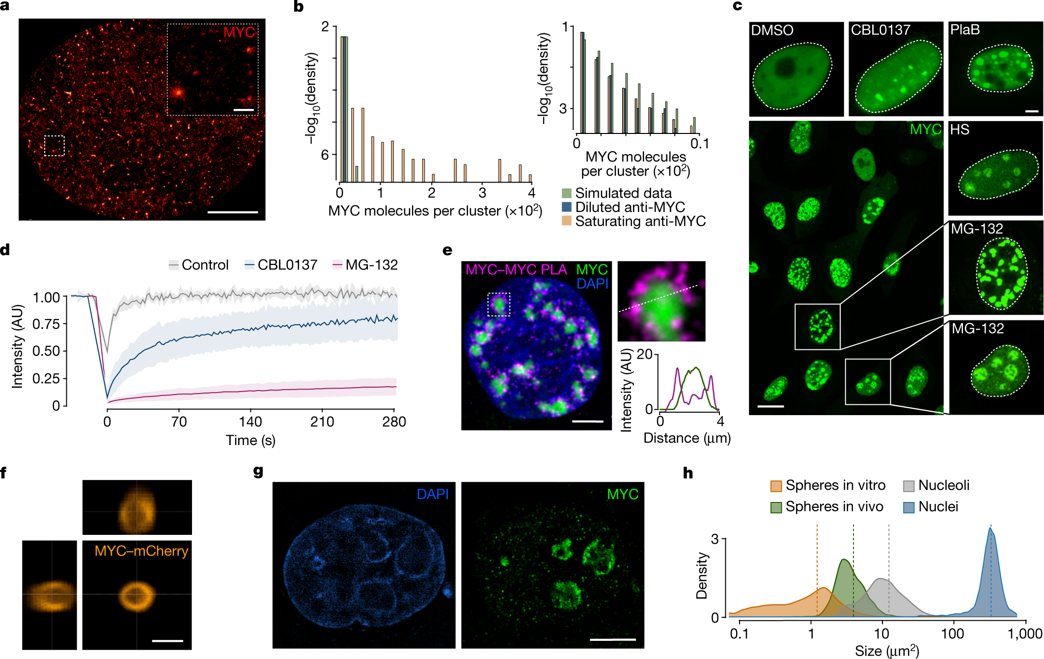 UltraFast Biotinylation Kit (microgram scale, 5 reactions