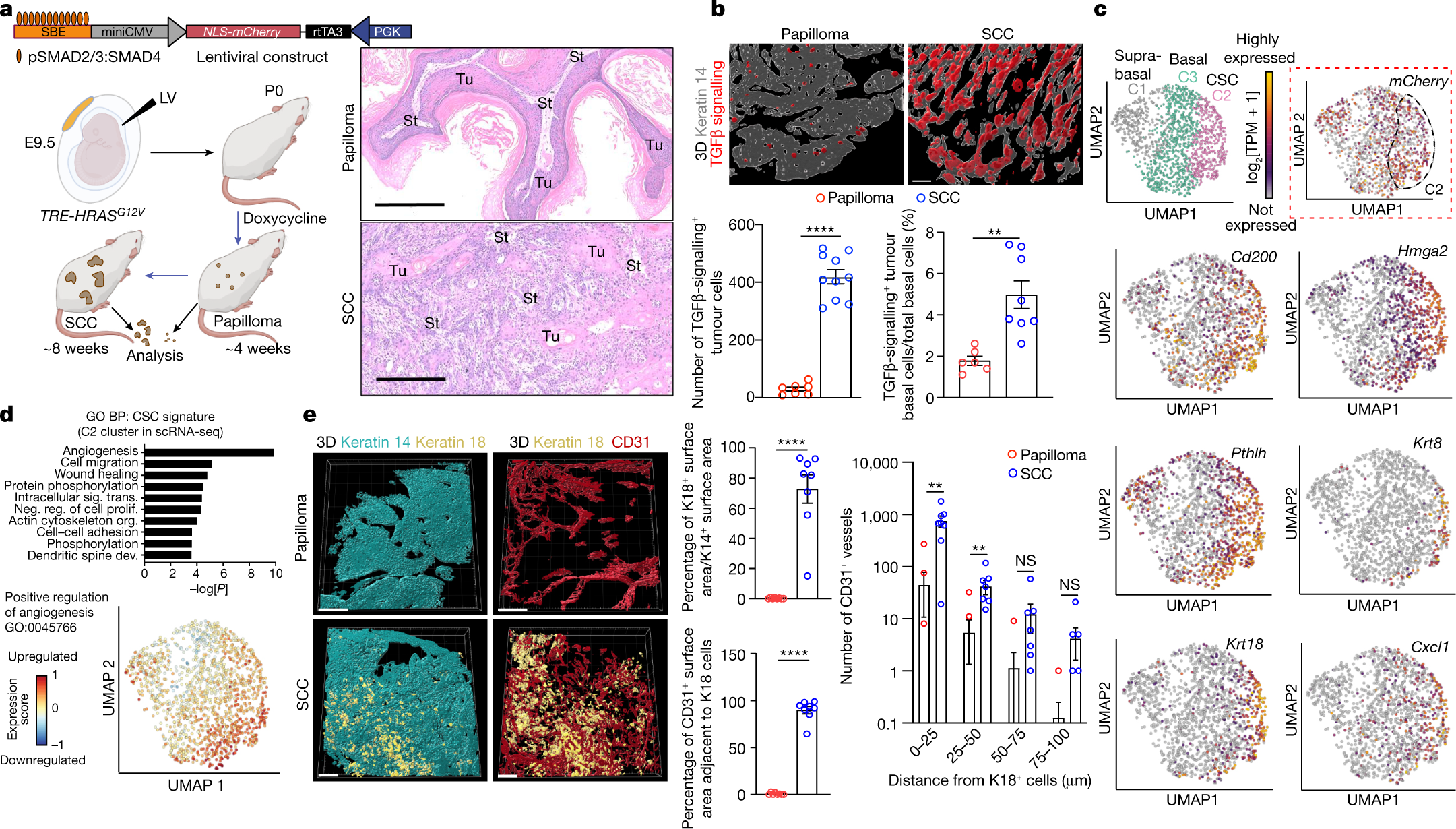Ras drives malignancy through stem cell crosstalk with the microenvironment  | Nature