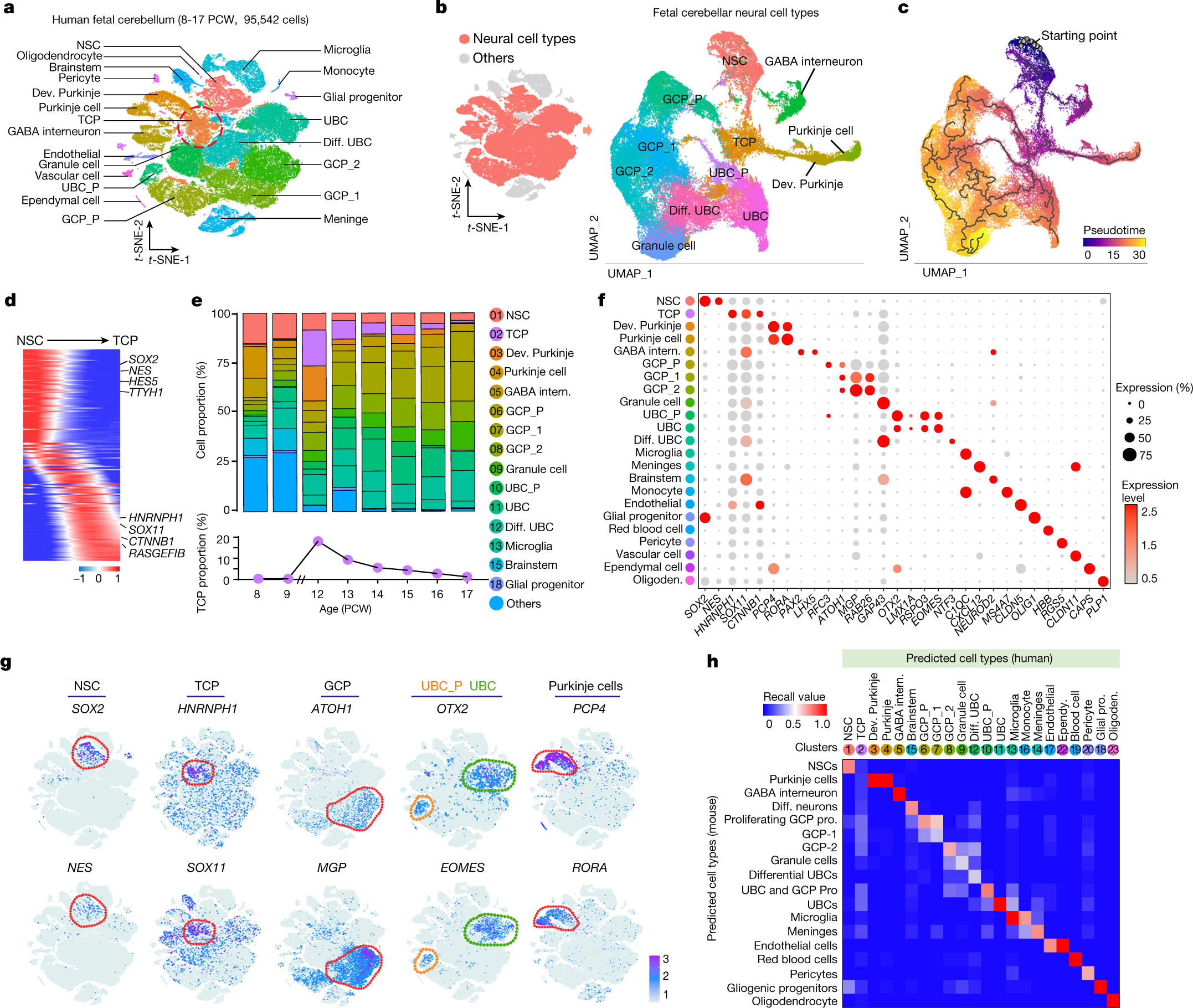 Human fetal cerebellar cell atlas informs medulloblastoma origin and  oncogenesis | Nature