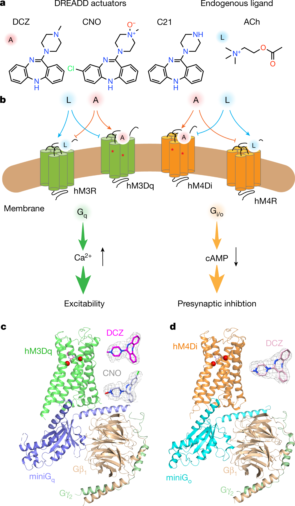 DENDOROMOODS H3 DNA60（Molecular basis for selective activation of 